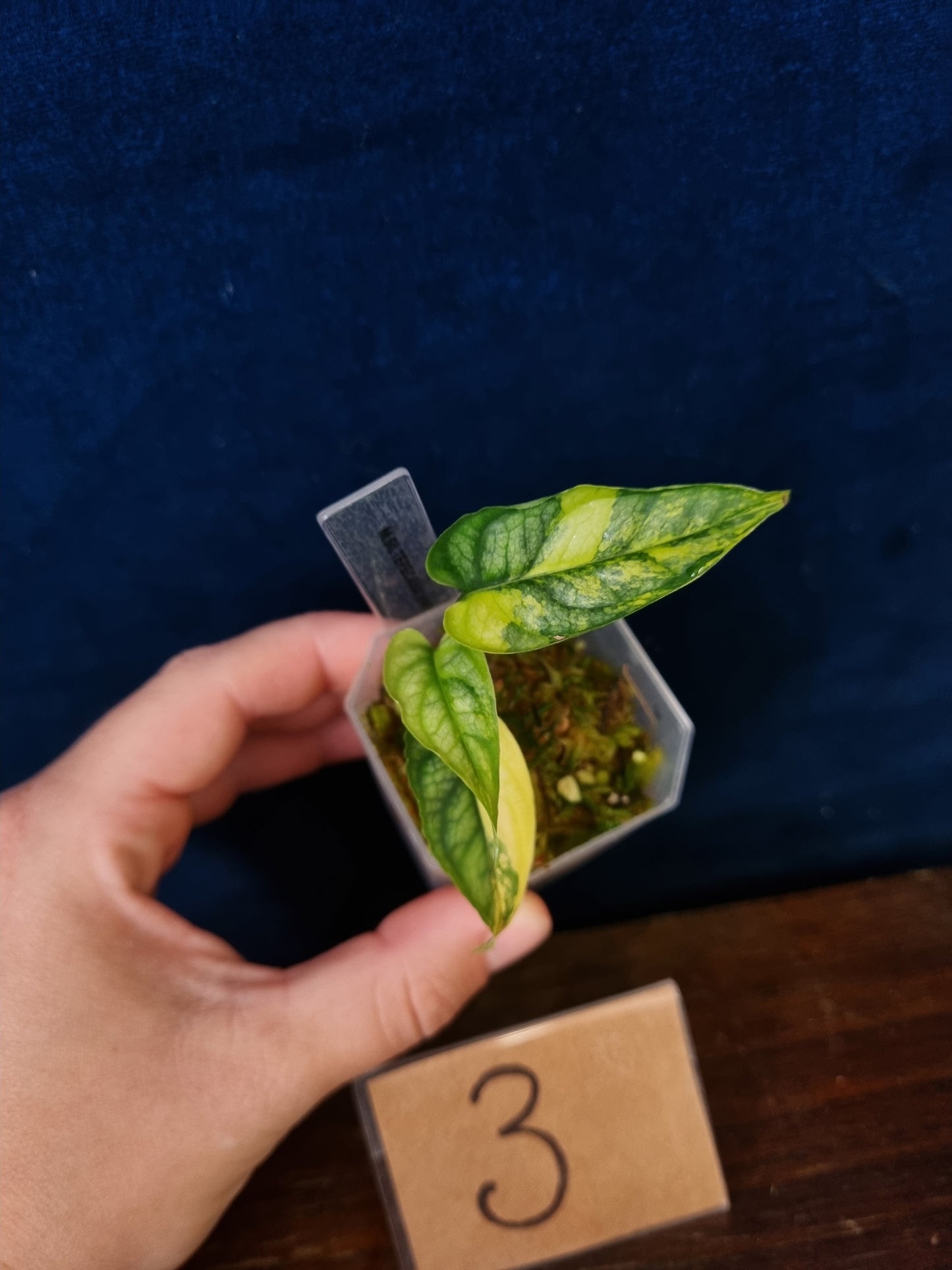 Monstera Siltepecana Aurea