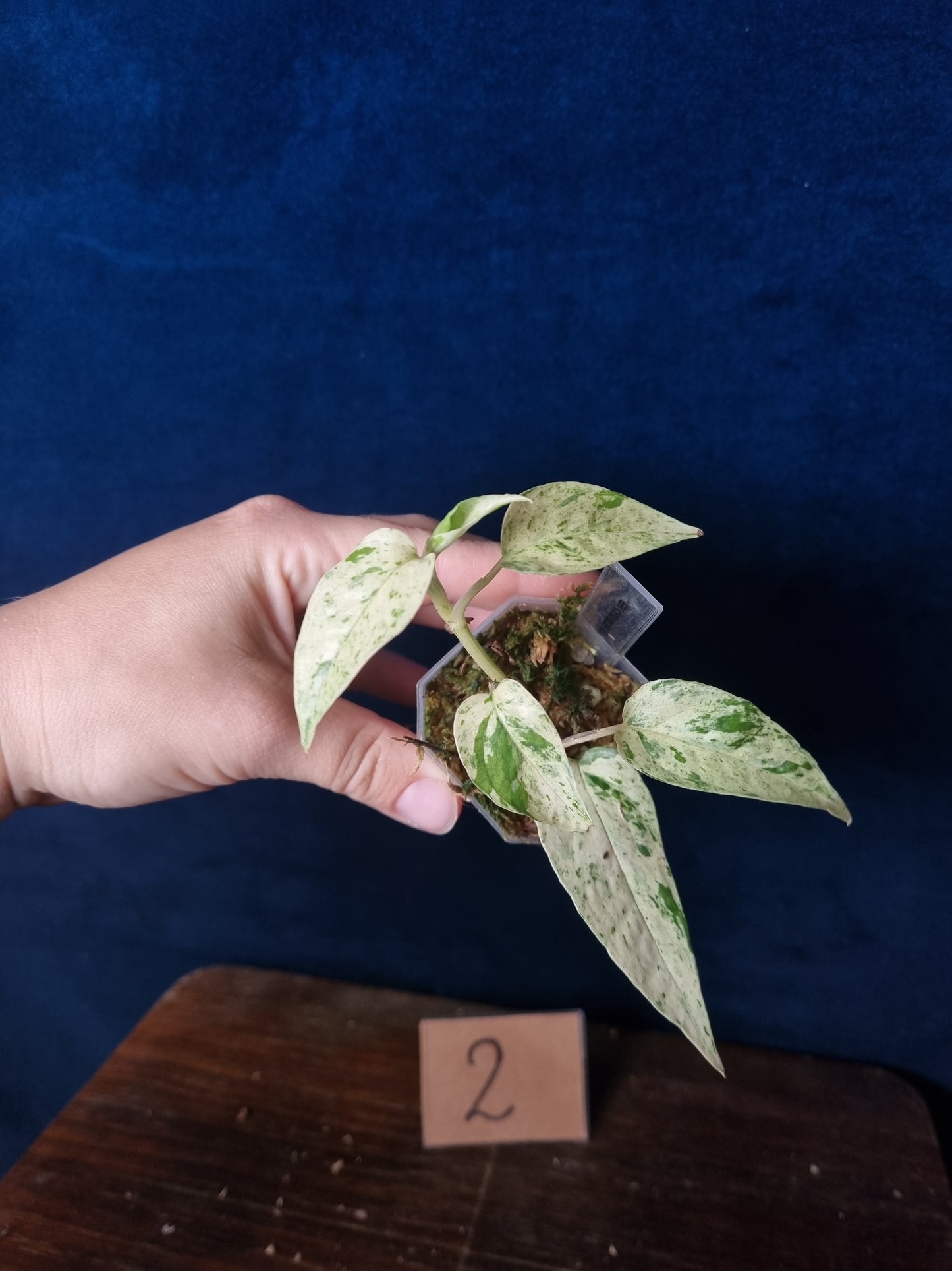 Epipremnum Pinnatum Cebu Blue Variegata