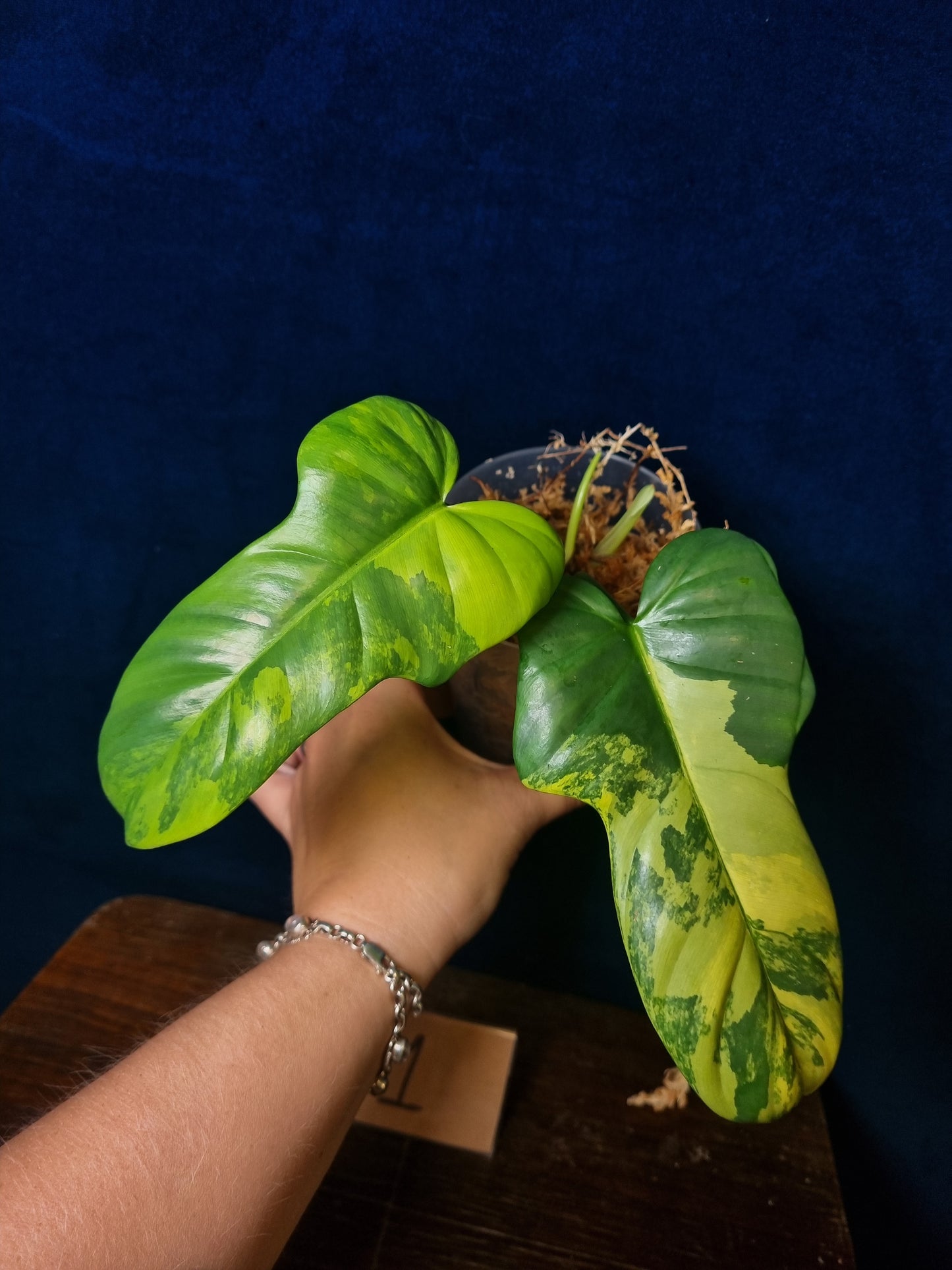 Philodendron Bipennifolium Variegata