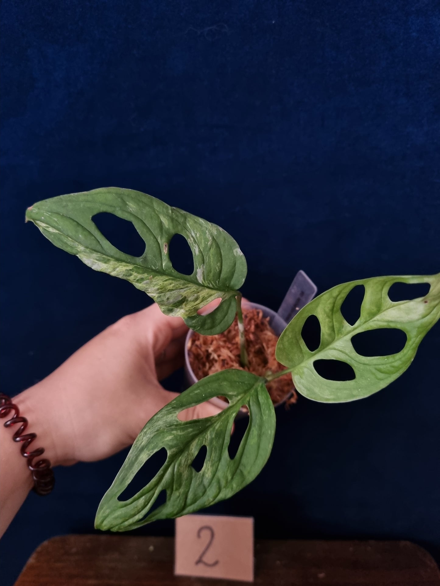 Monstera Adansonii Indonesian Marble