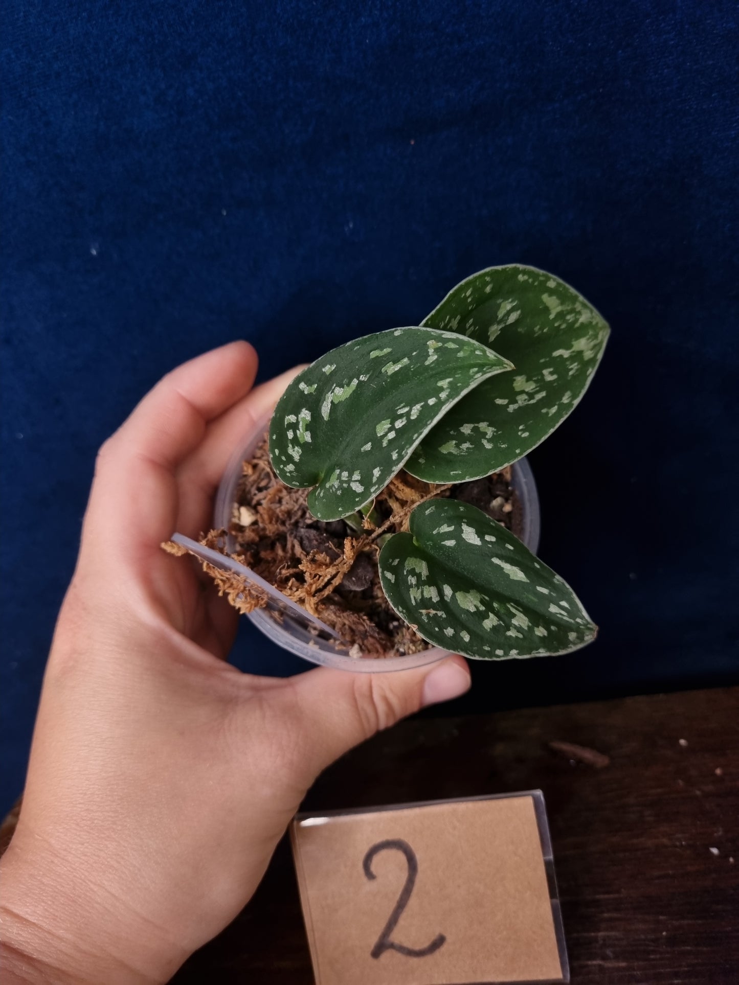 Scindapsus Pictus Tricolor