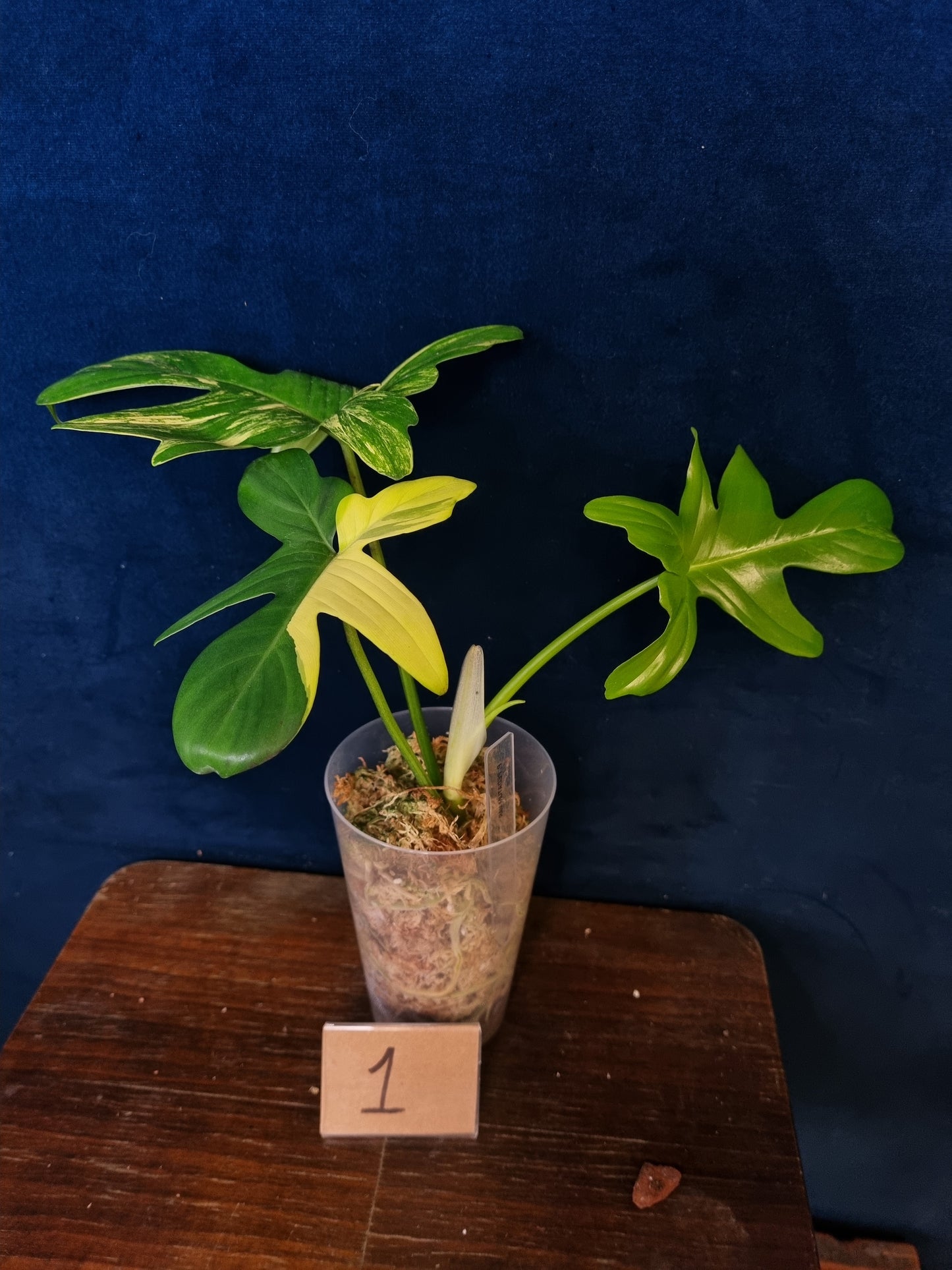 Philodendron Pedatum Variegata