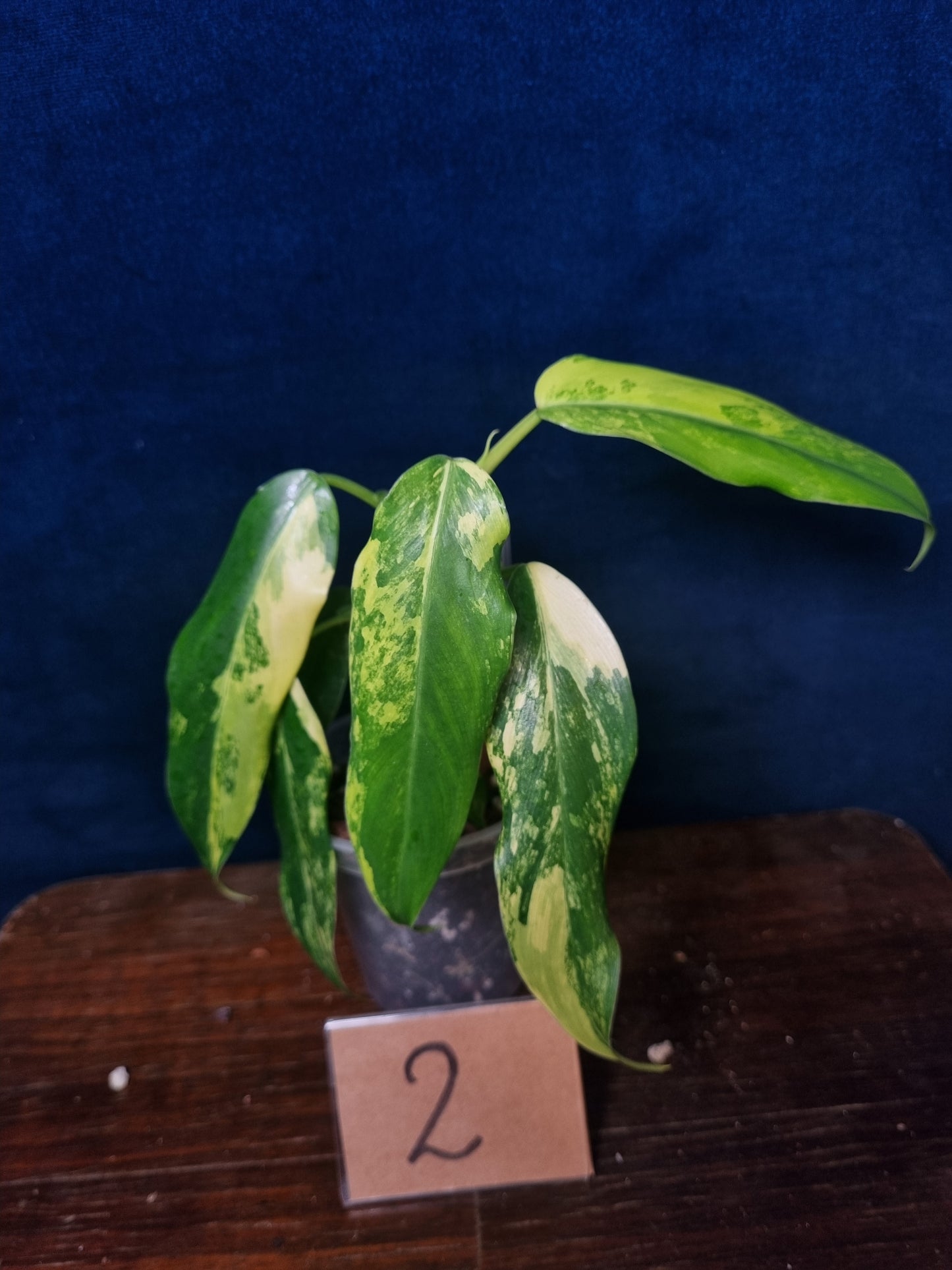 Philodendron Domesticum Variegata