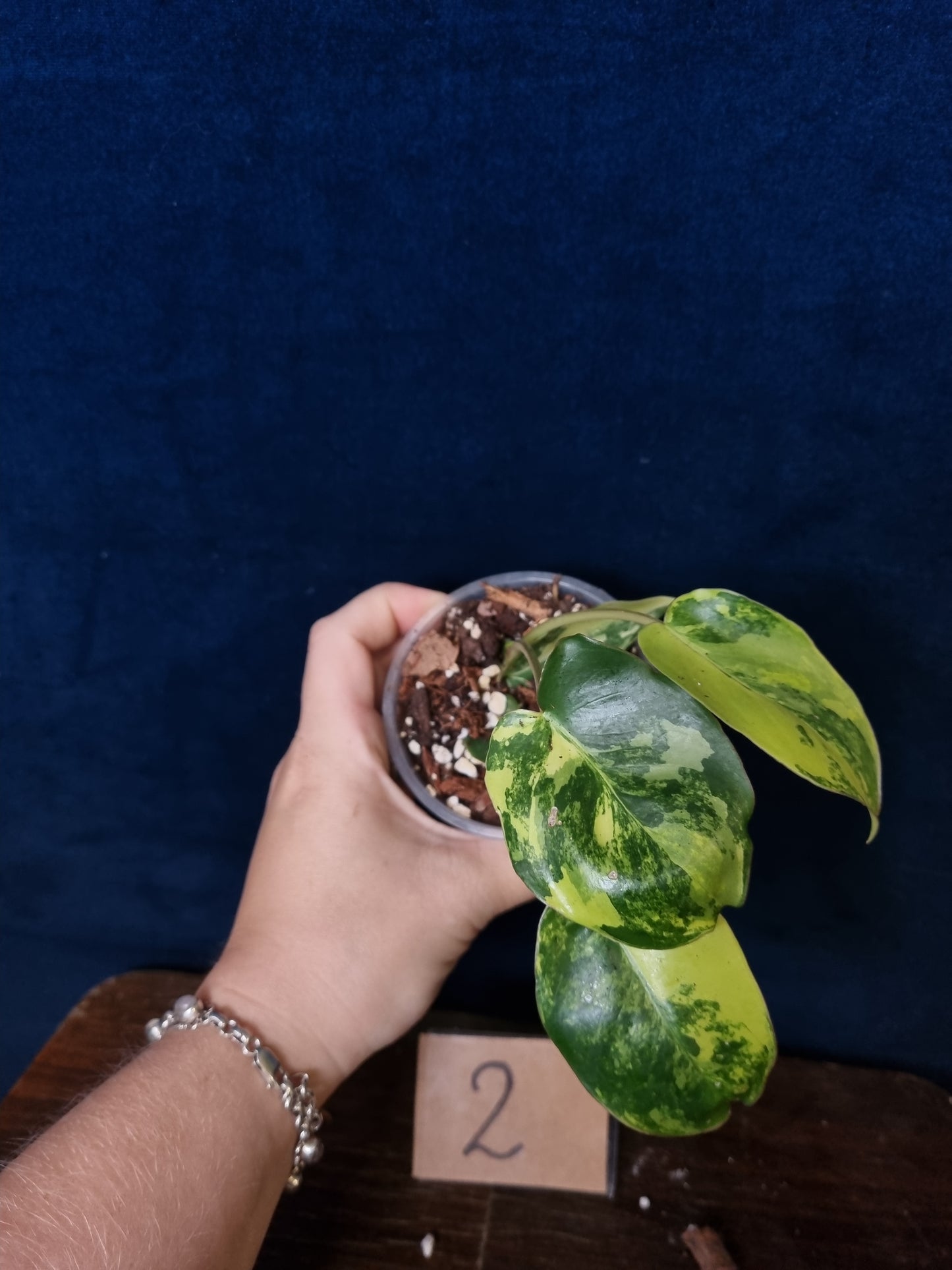 Philodendron Burle Marx Variegata