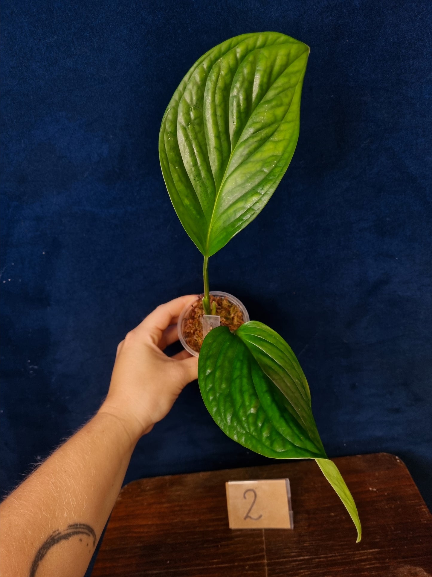 Monstera Pinnatipartita