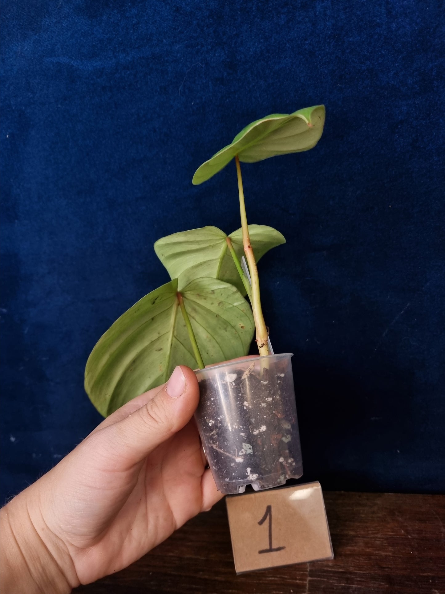 Philodendron Nangaritense x Wernerii