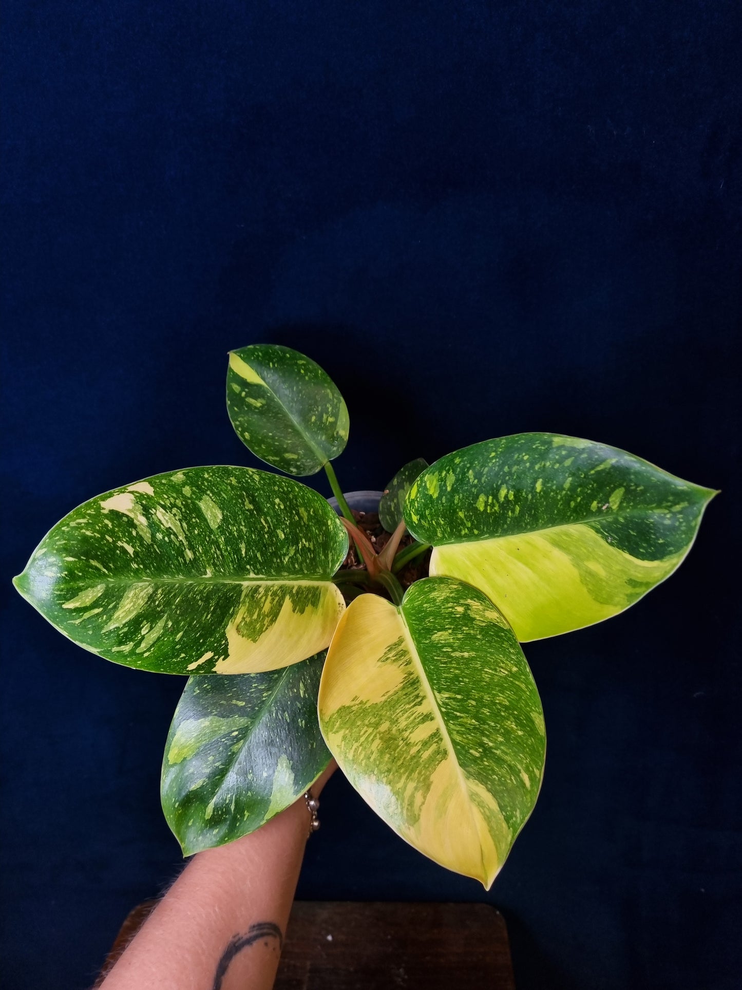 Philodendron Green Congo Variegata