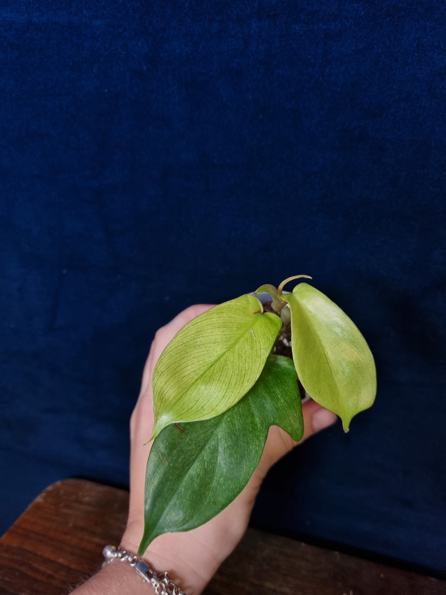 Philodendron Florida Ghost