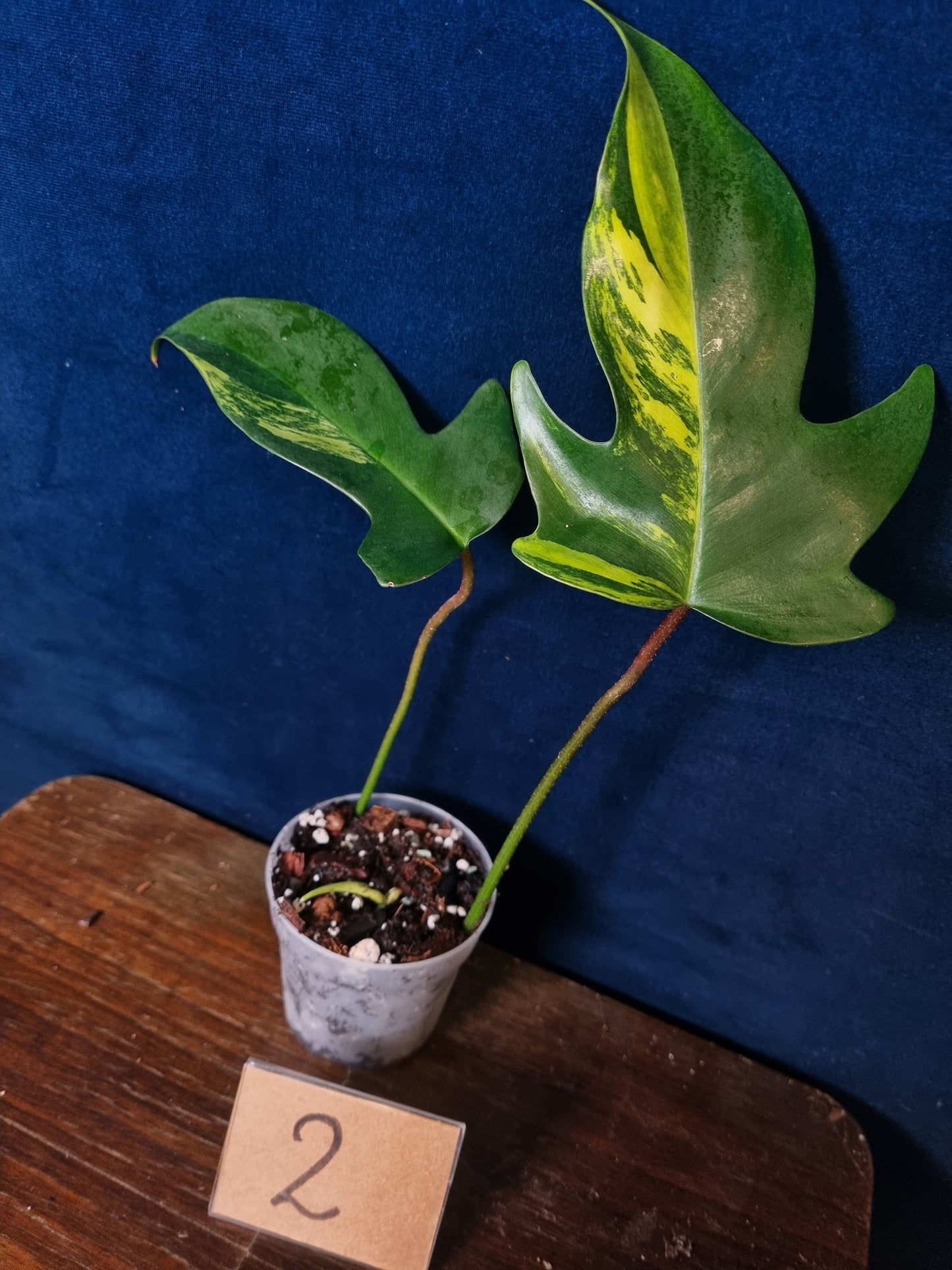 Philodendron Florida Beauty