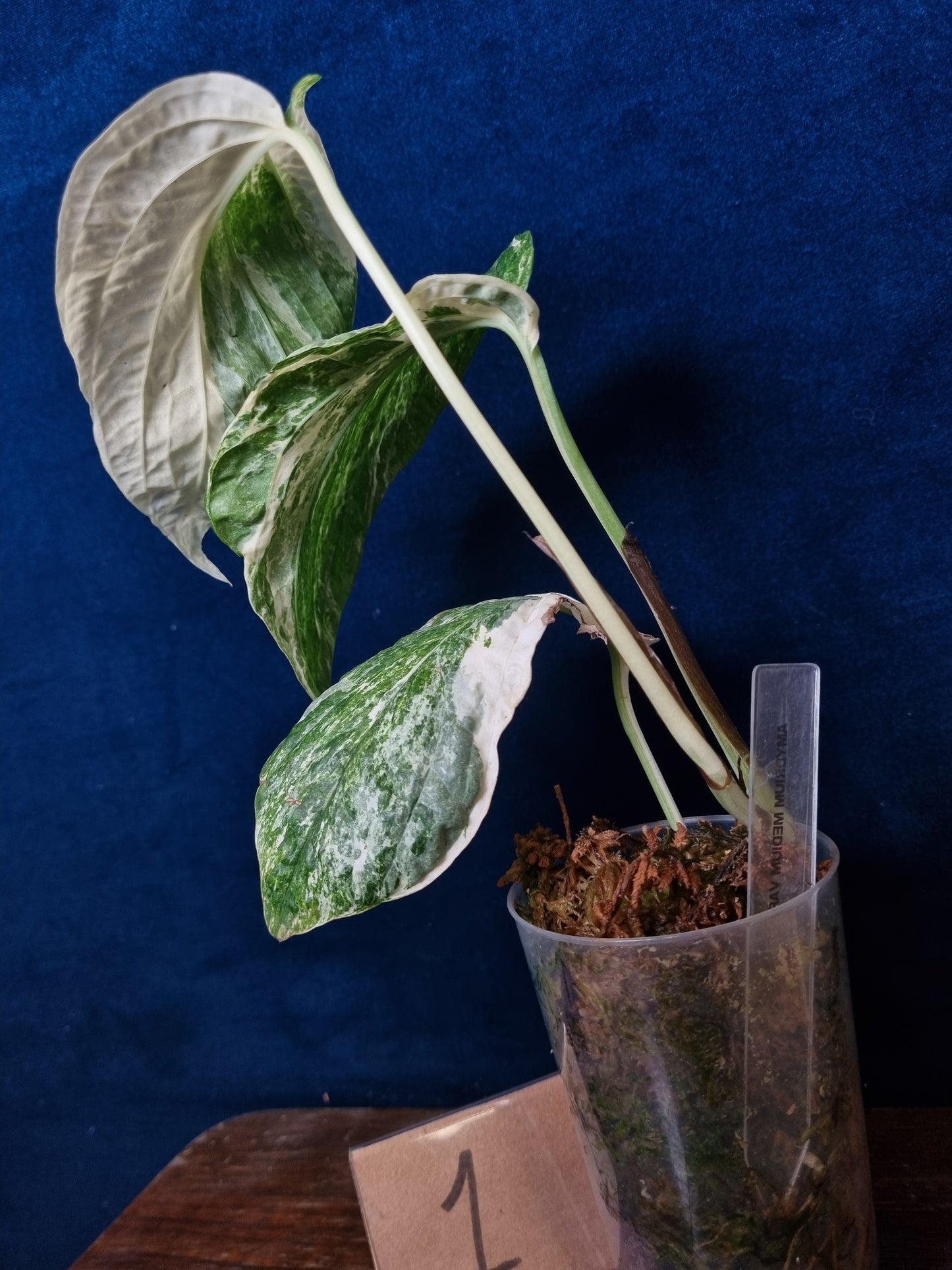 Amydrium Medium Variegata