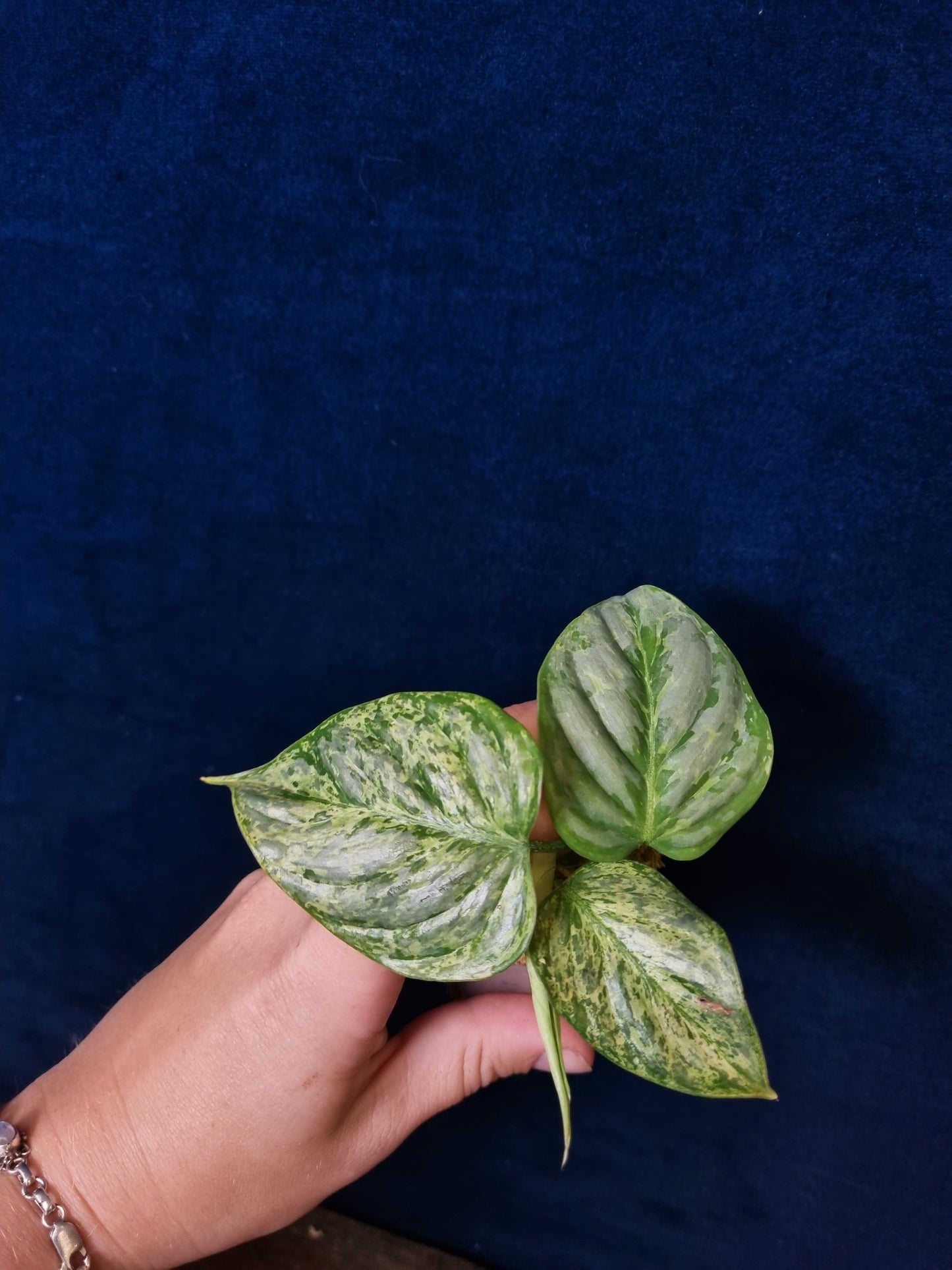 Philodendron Sodiroi Variegata