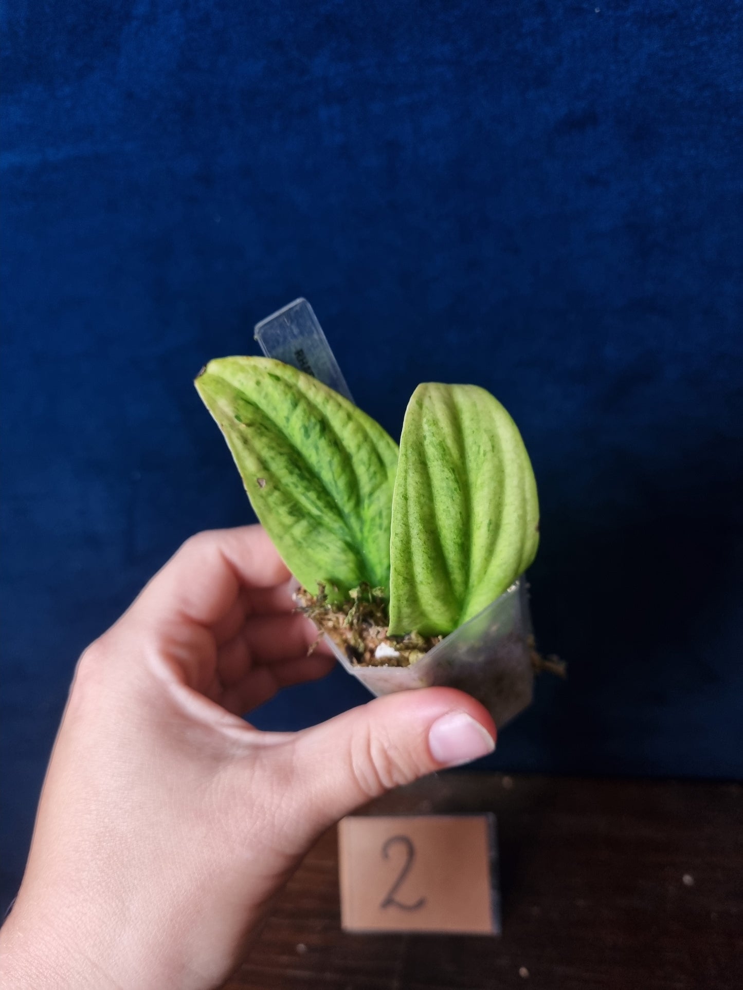 Rhaphidophora Korthalsii Marble Aurea