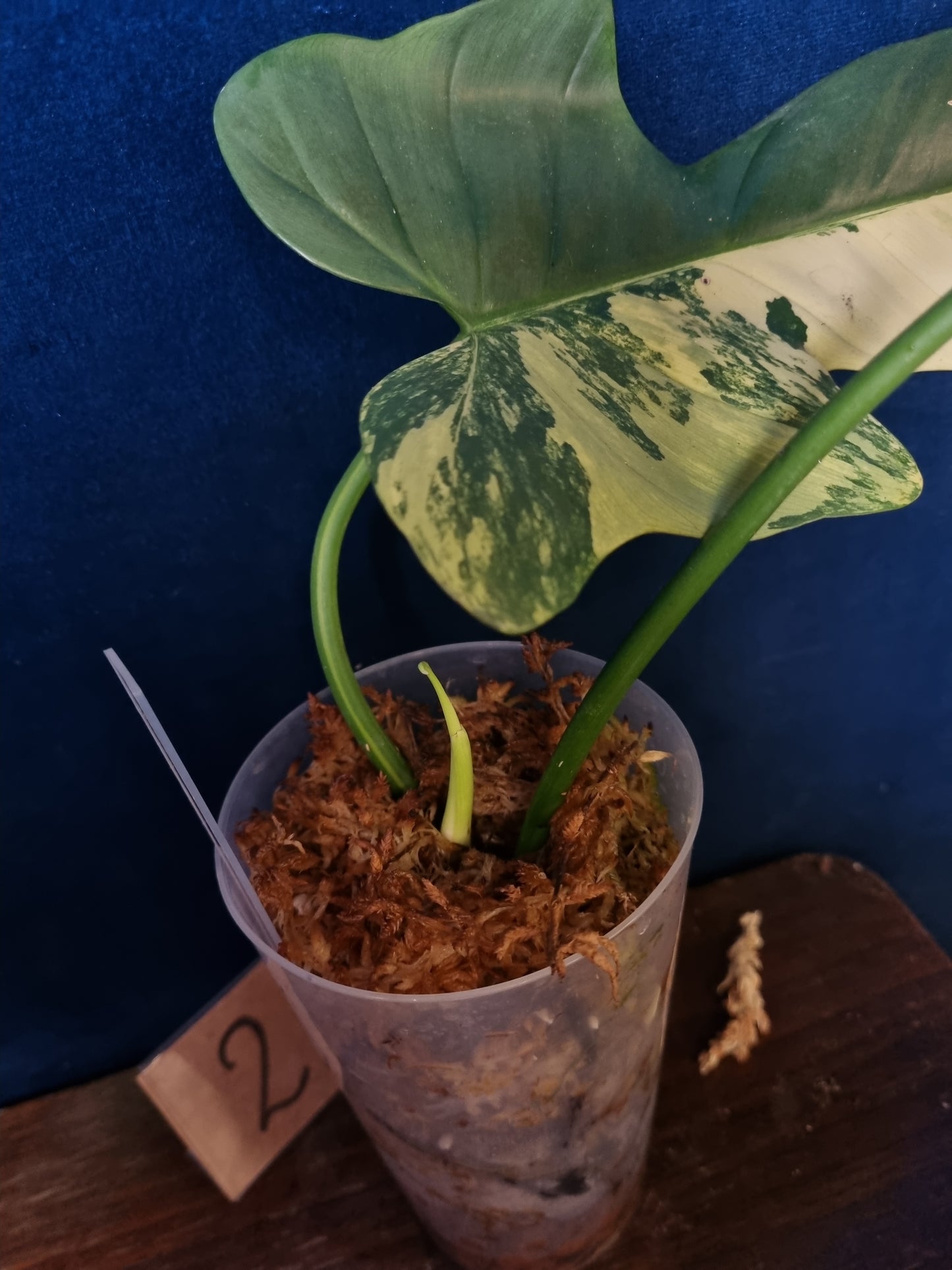 Philodendron Bipennifolium Variegata
