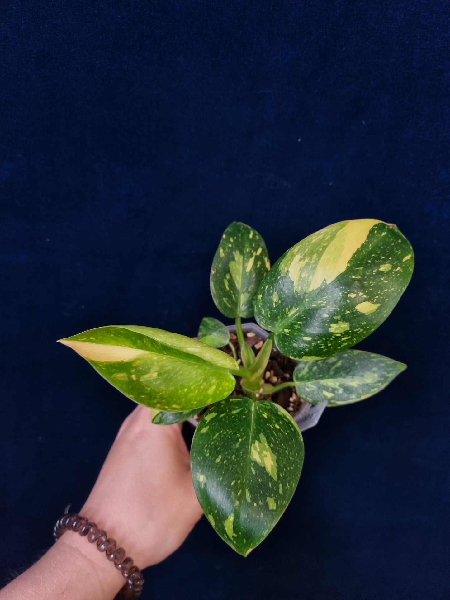 Philodendron Green Congo Variegata