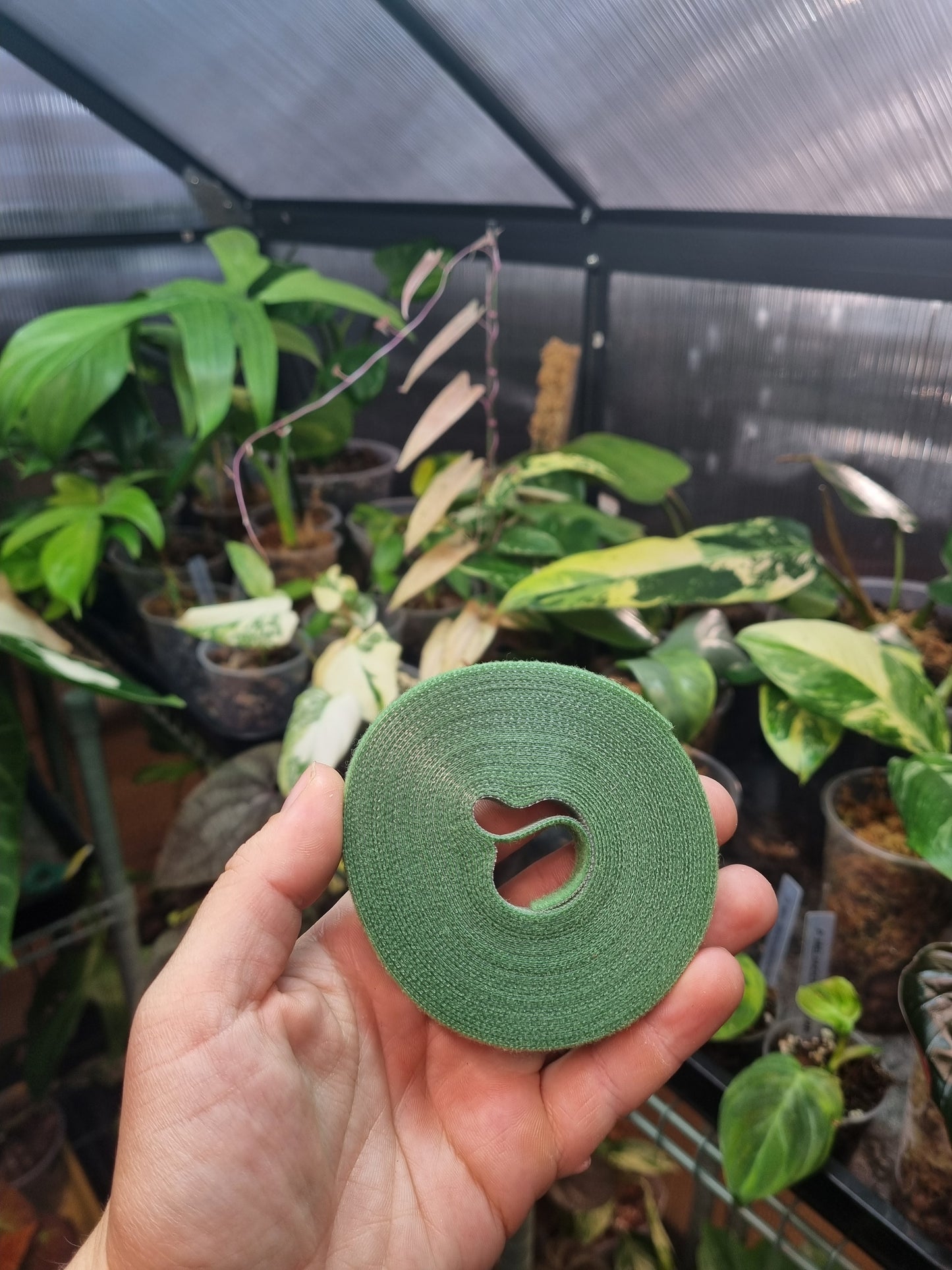 Velcro Plant Tie 5M