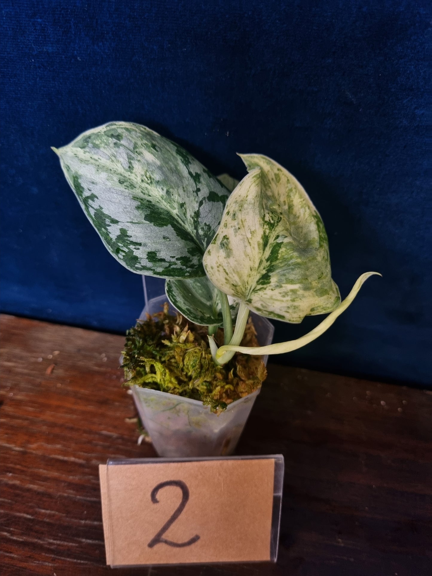 Scindapsus Peasun Small