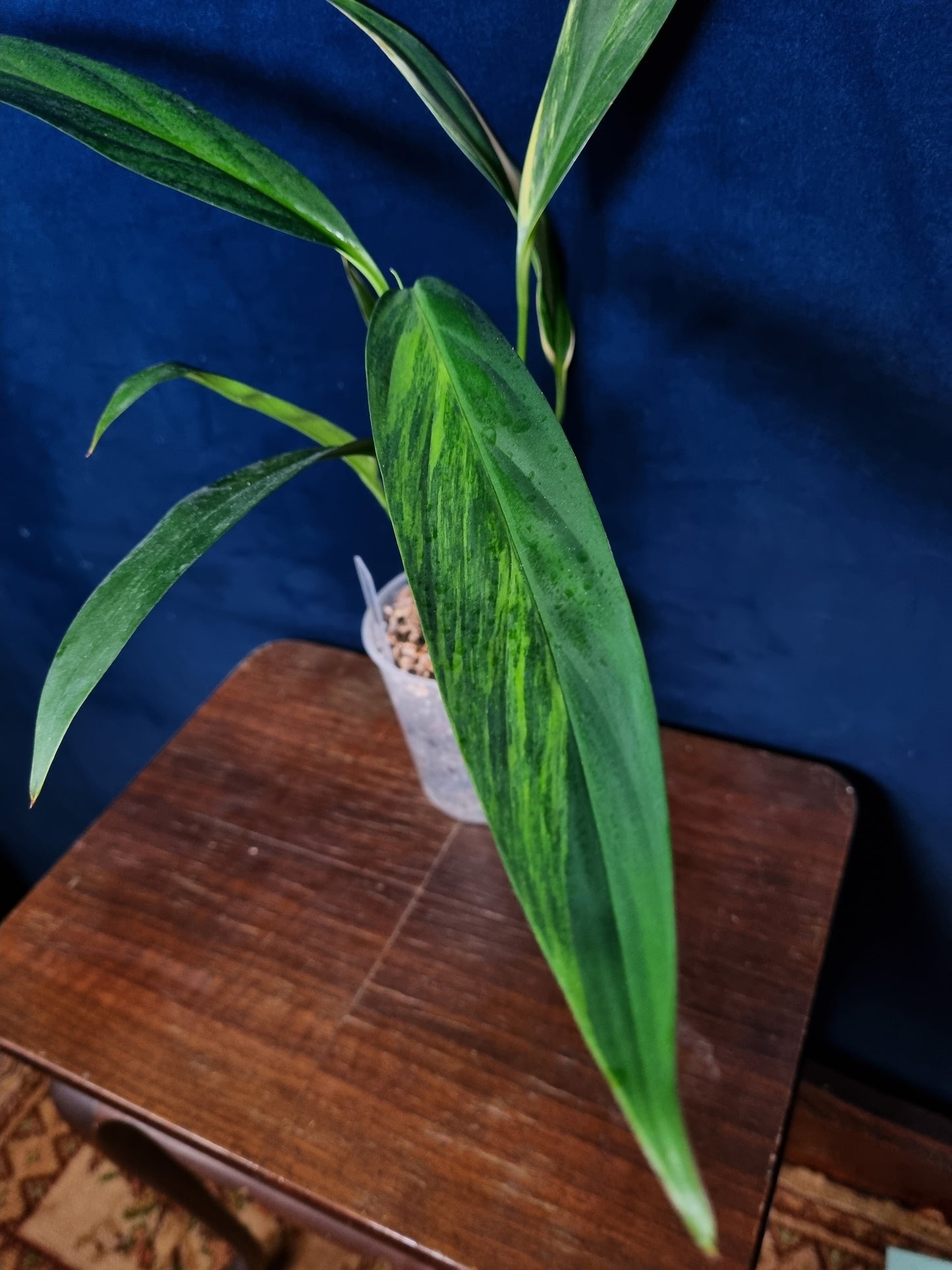 Epipremnum Amplissimum Aurea