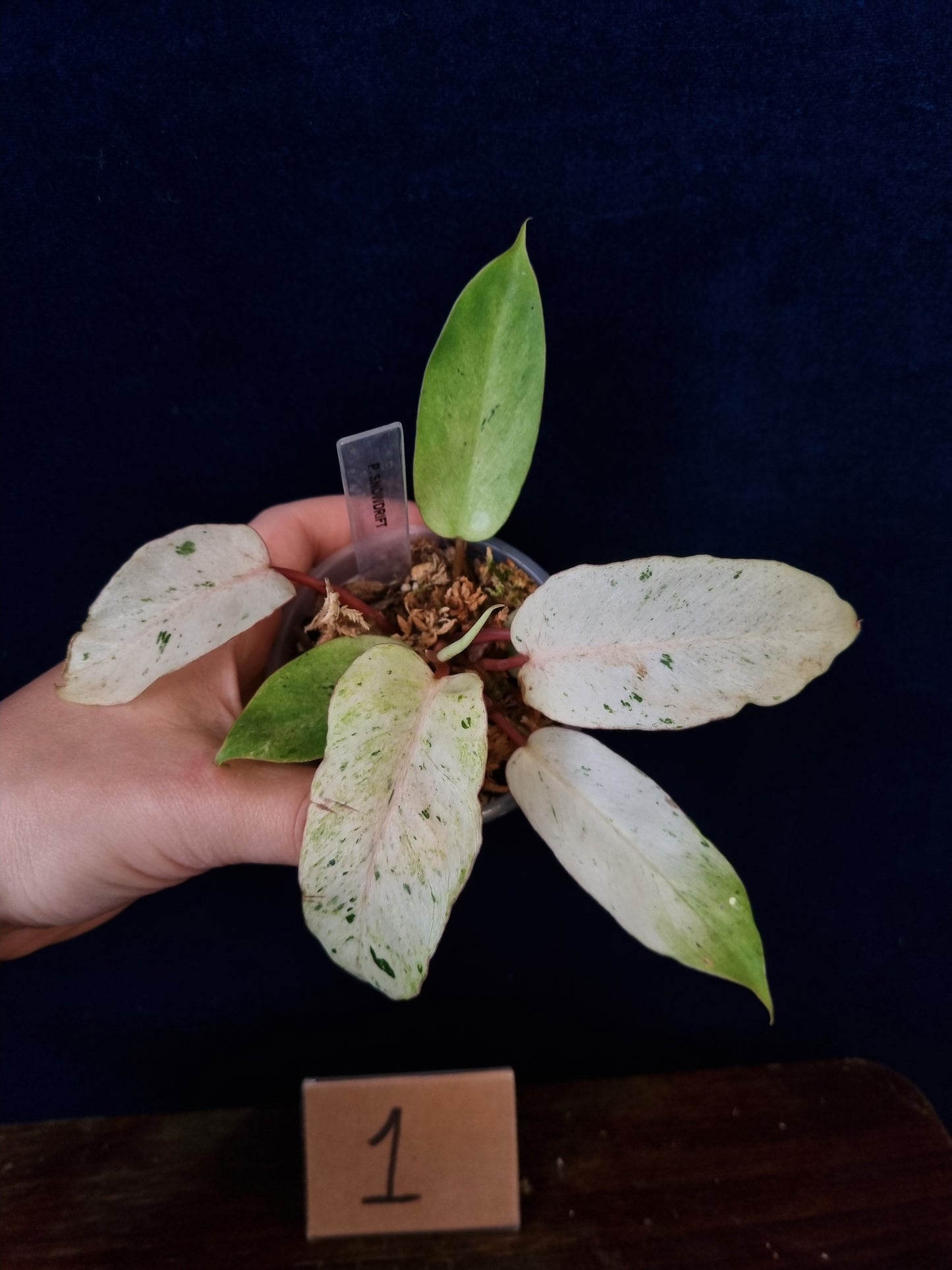 Philodendron Snowdrift
