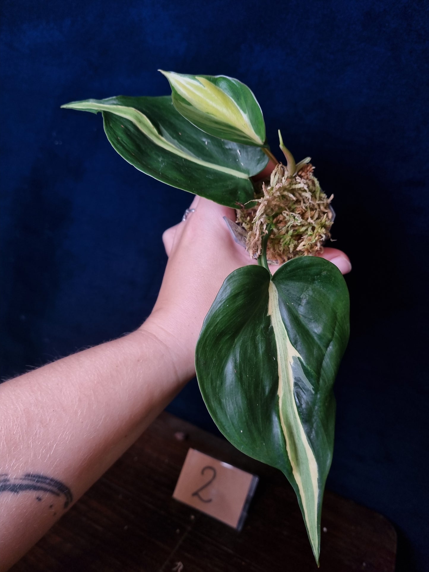 Philodendron Cream Splash Big Leaves