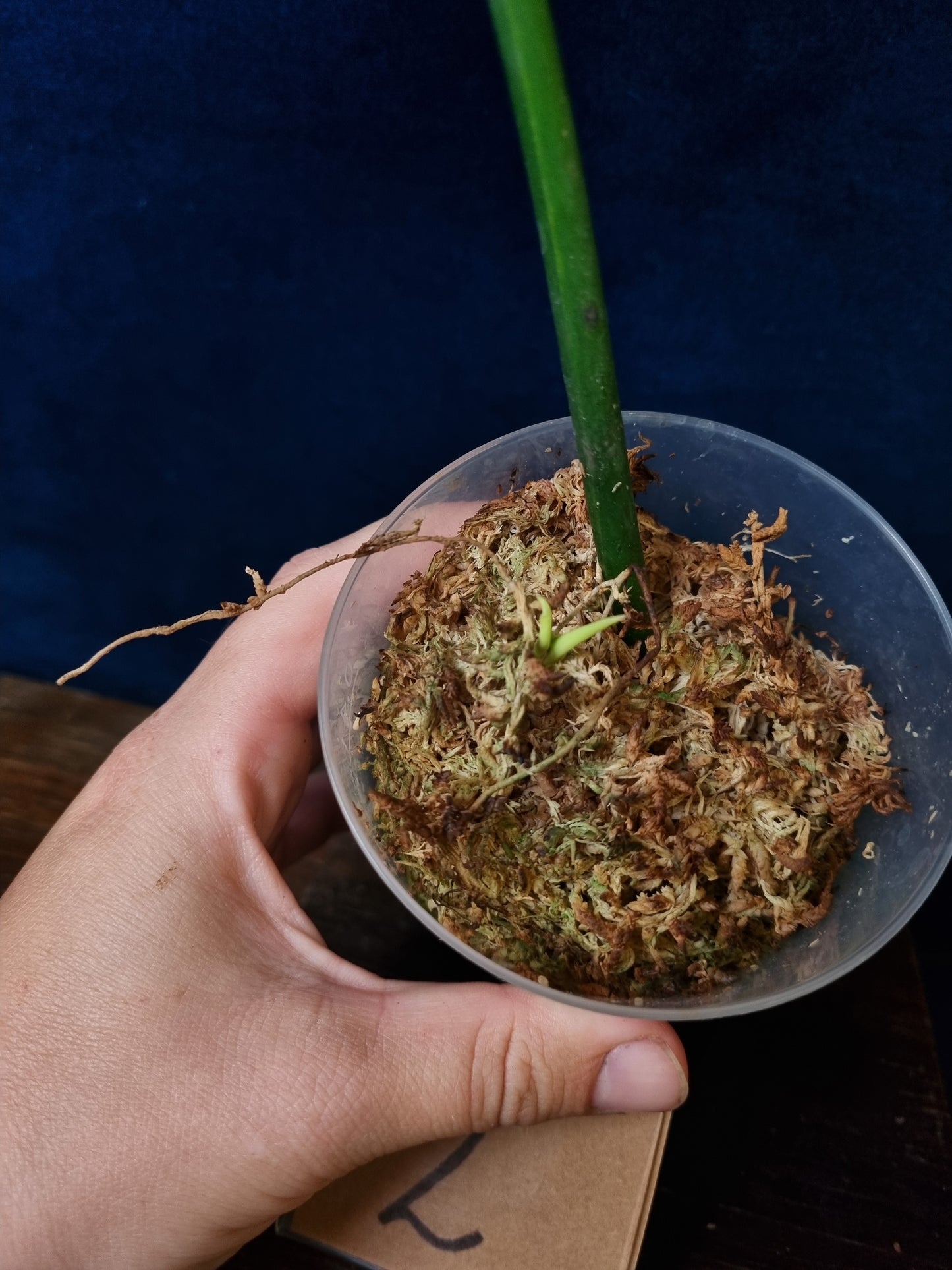 Philodendron Florida Beauty x Mayoi