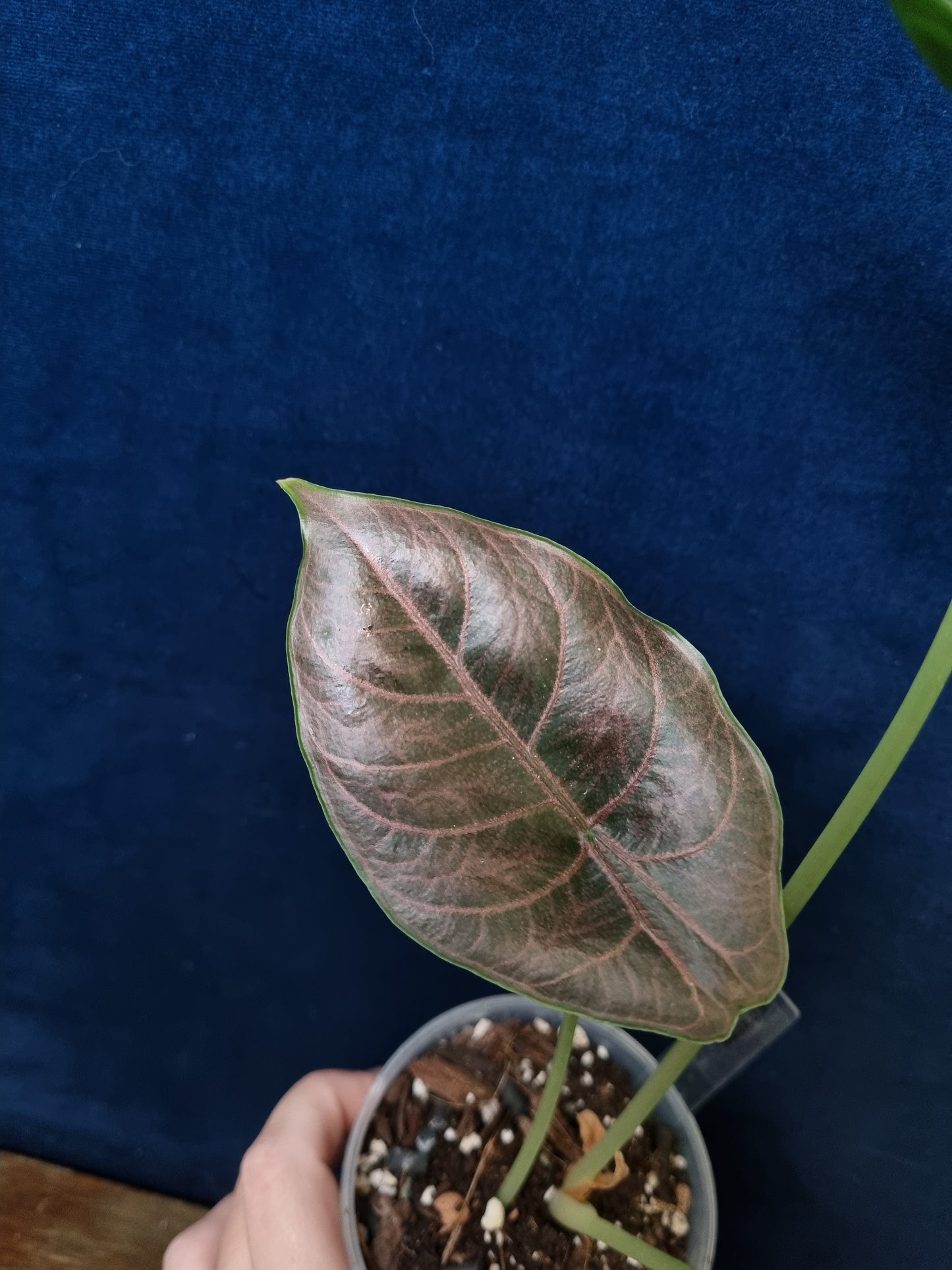 Alocasia Azlanii