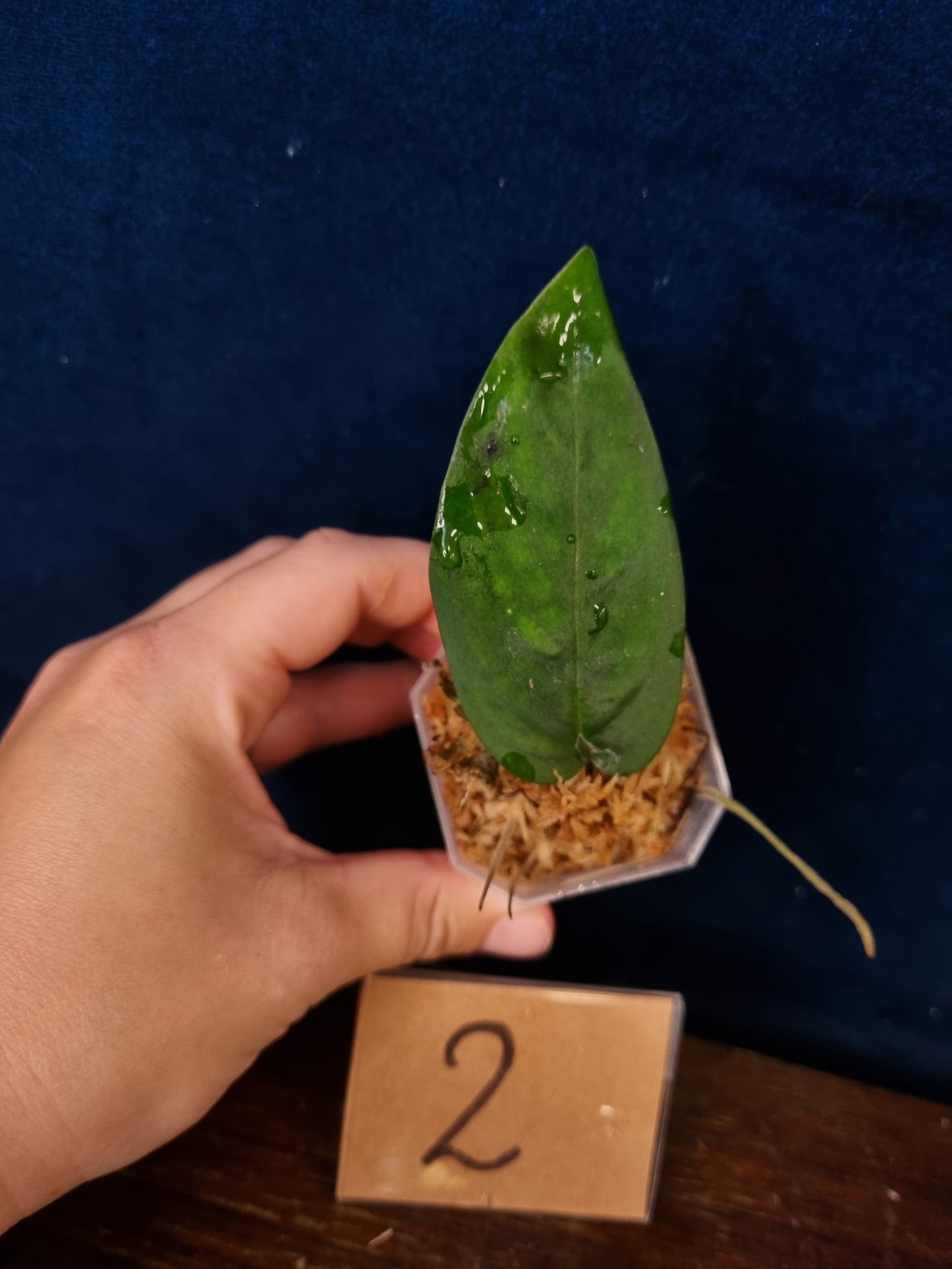 Monstera Velvet NO ID 'theplantaccount'