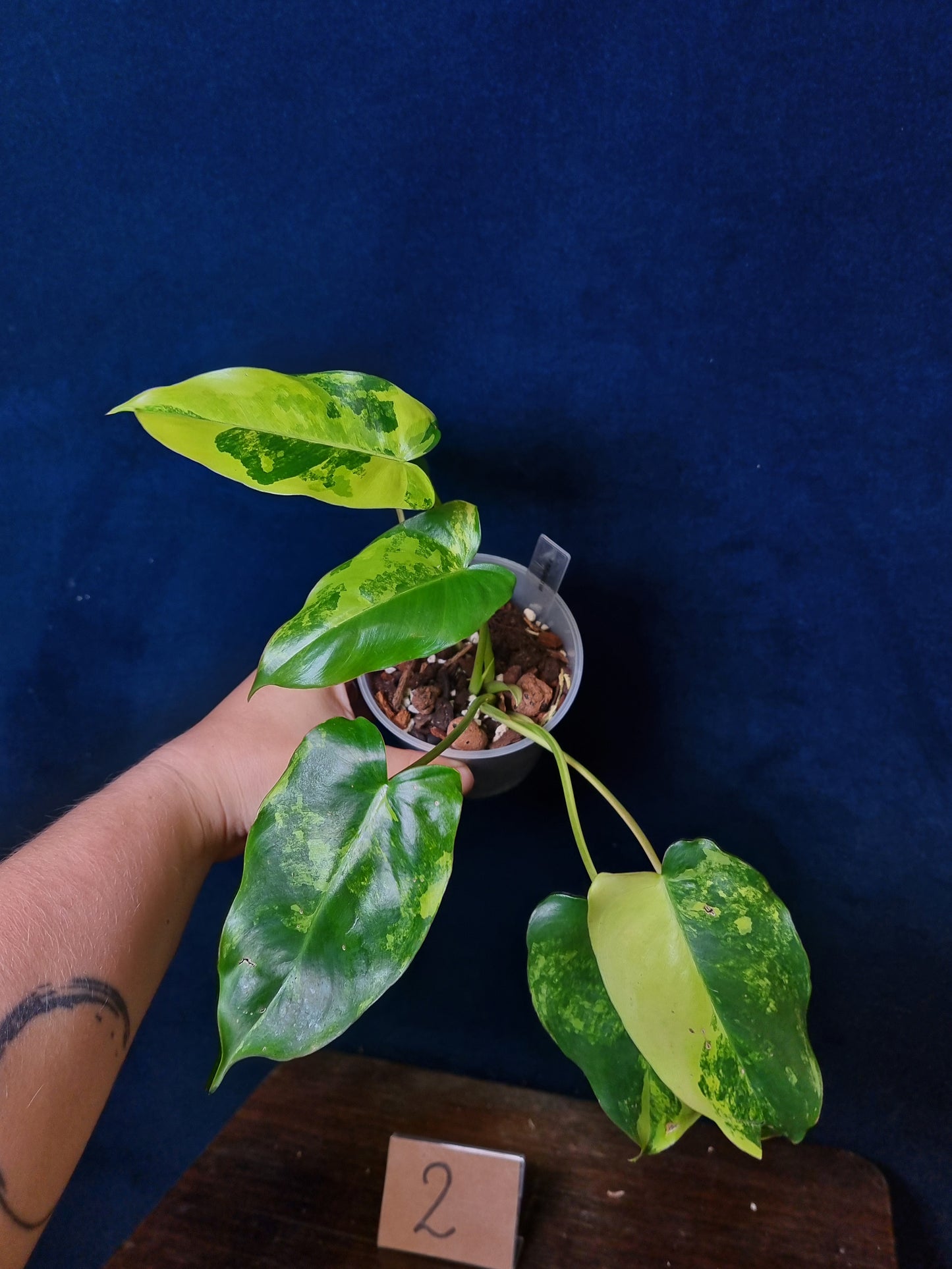Philodendron Burle Marx Variegata Medium