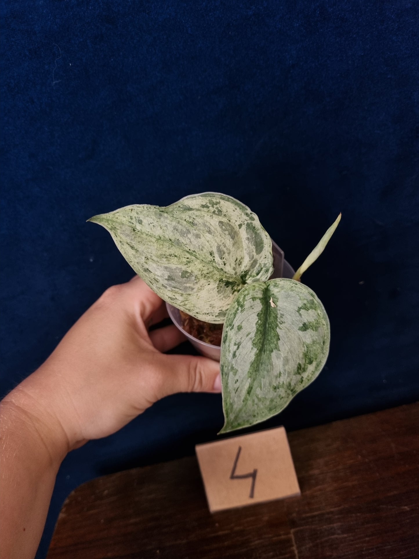 Scindapsus Peasun