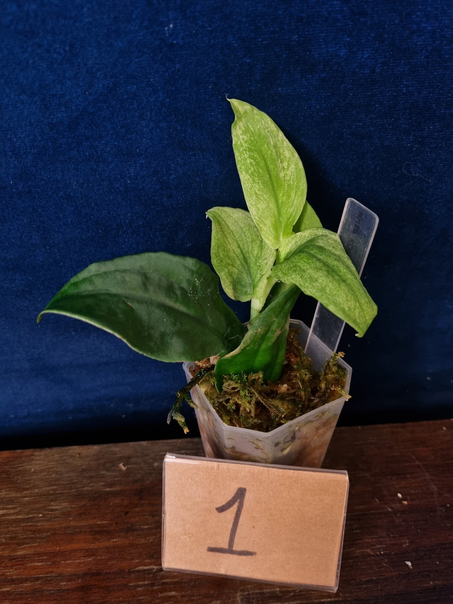 Rhaphidophora Korthalsii