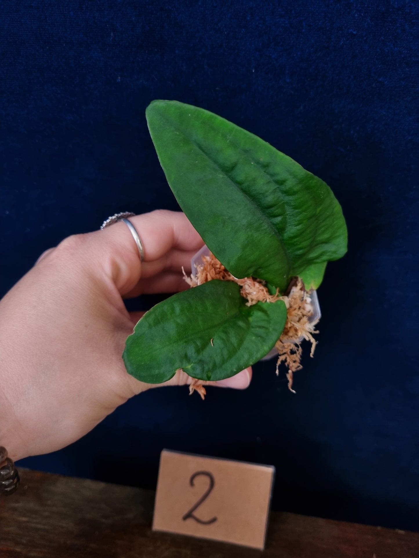 Rhaphidophora Korthalsii