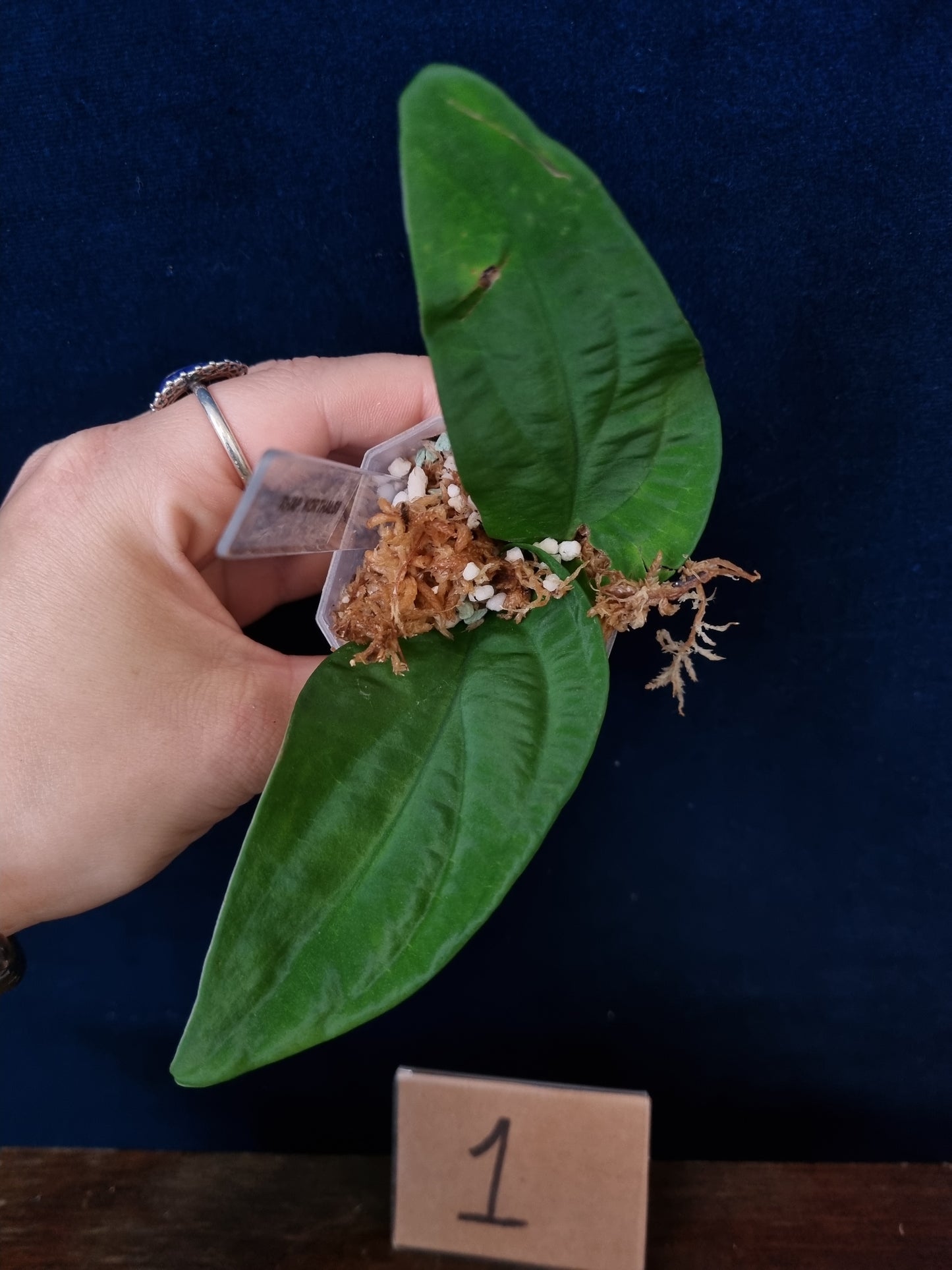 Rhaphidophora Korthalsii