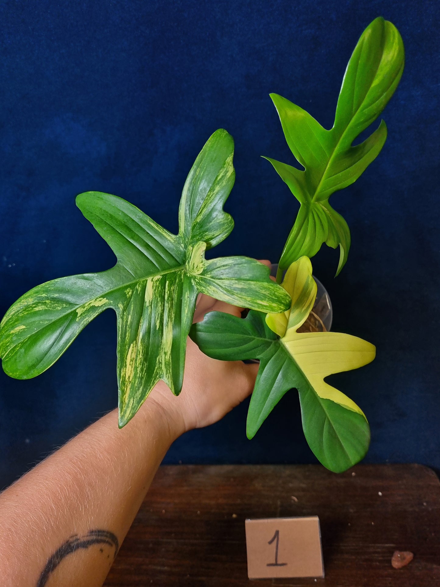 Philodendron Pedatum Variegata