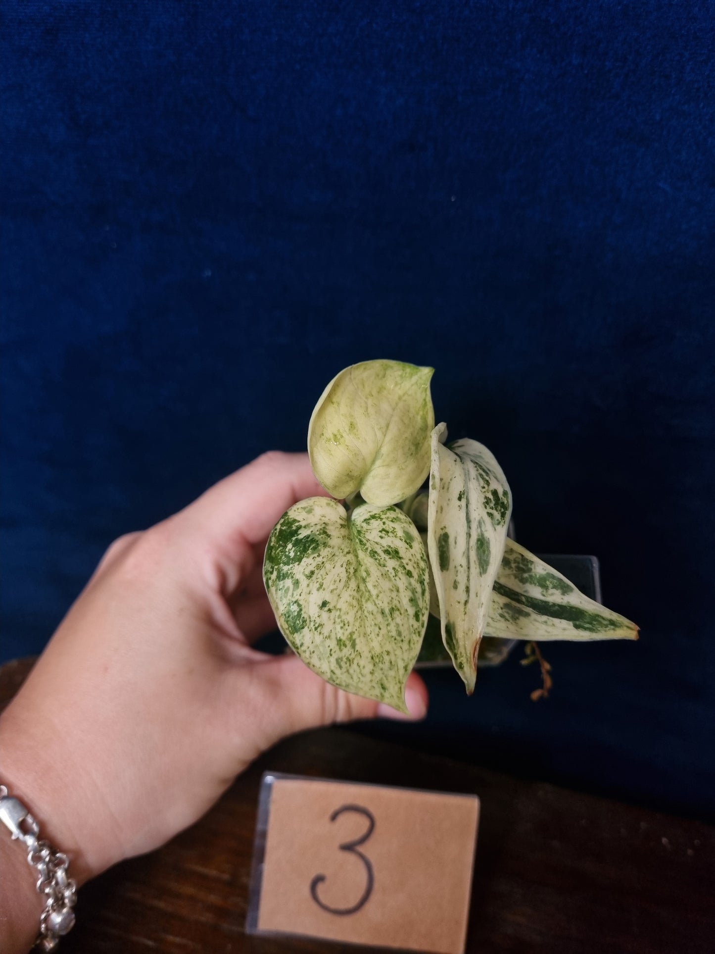 Scindapsus Peasun Small