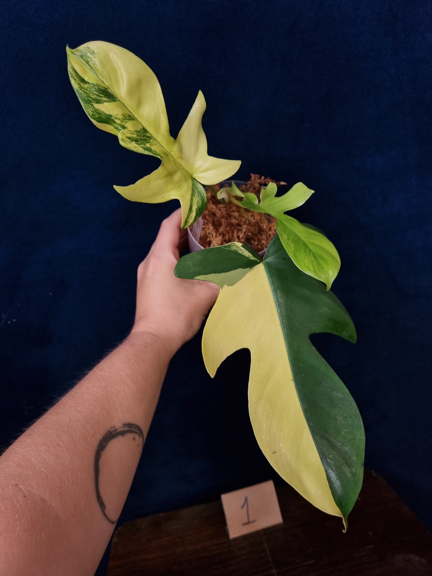 Philodendron Florida Beauty