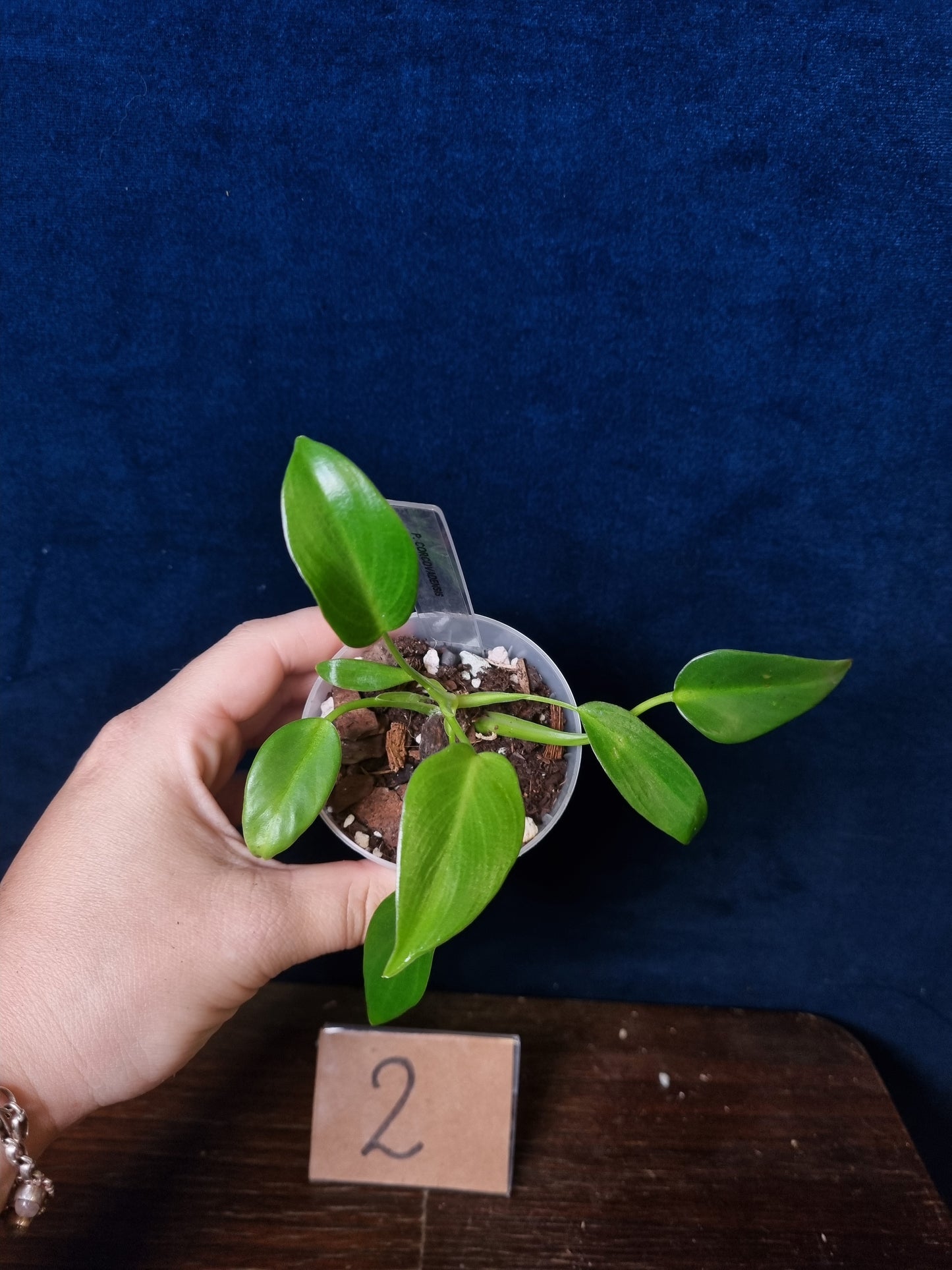 Philodendron Corovadensis