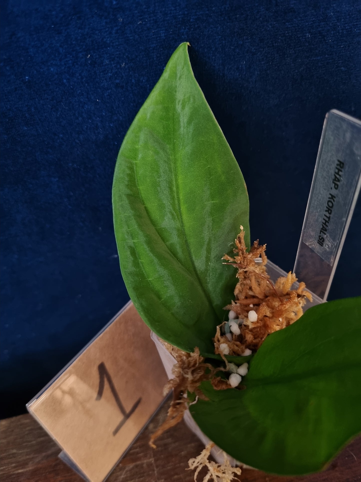Rhaphidophora Korthalsii