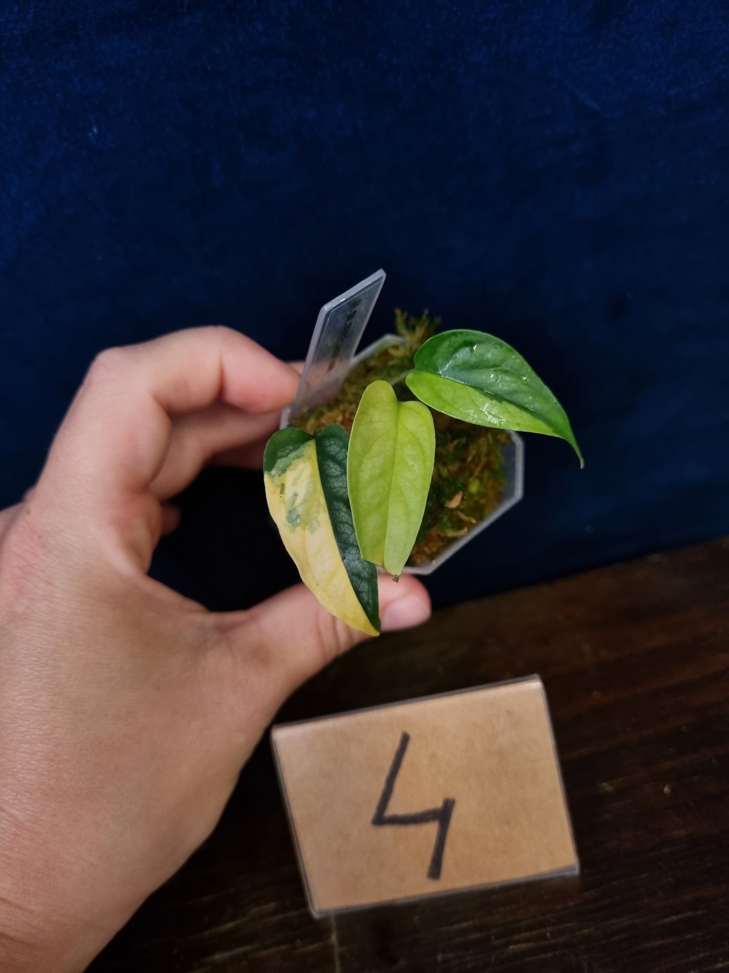 Monstera Siltepecana Aurea