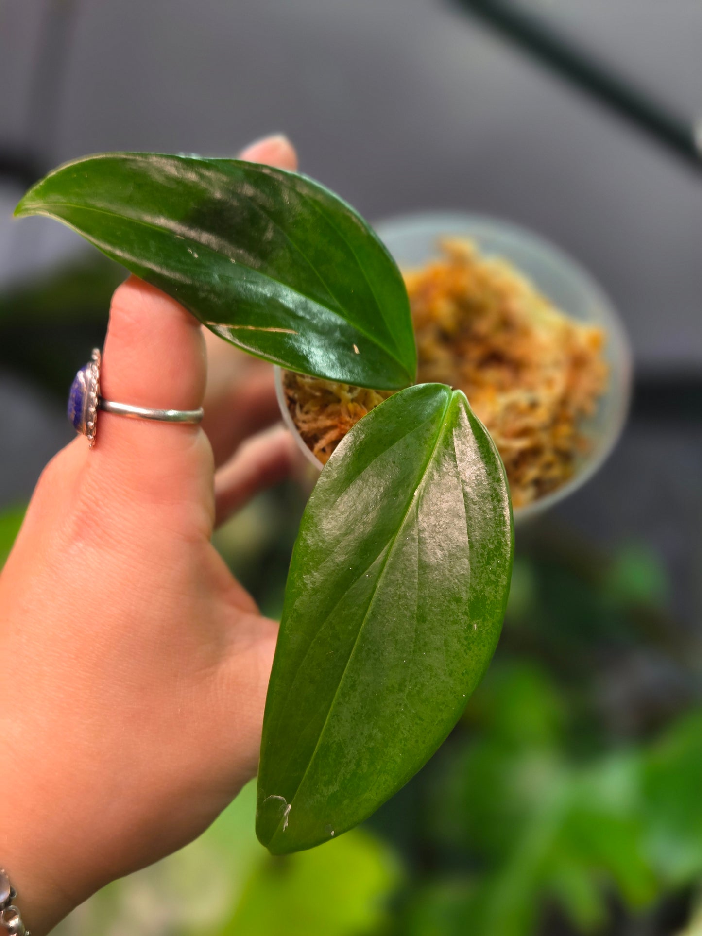 Monstera Adansonii SPP. Klotzschiana Narrow