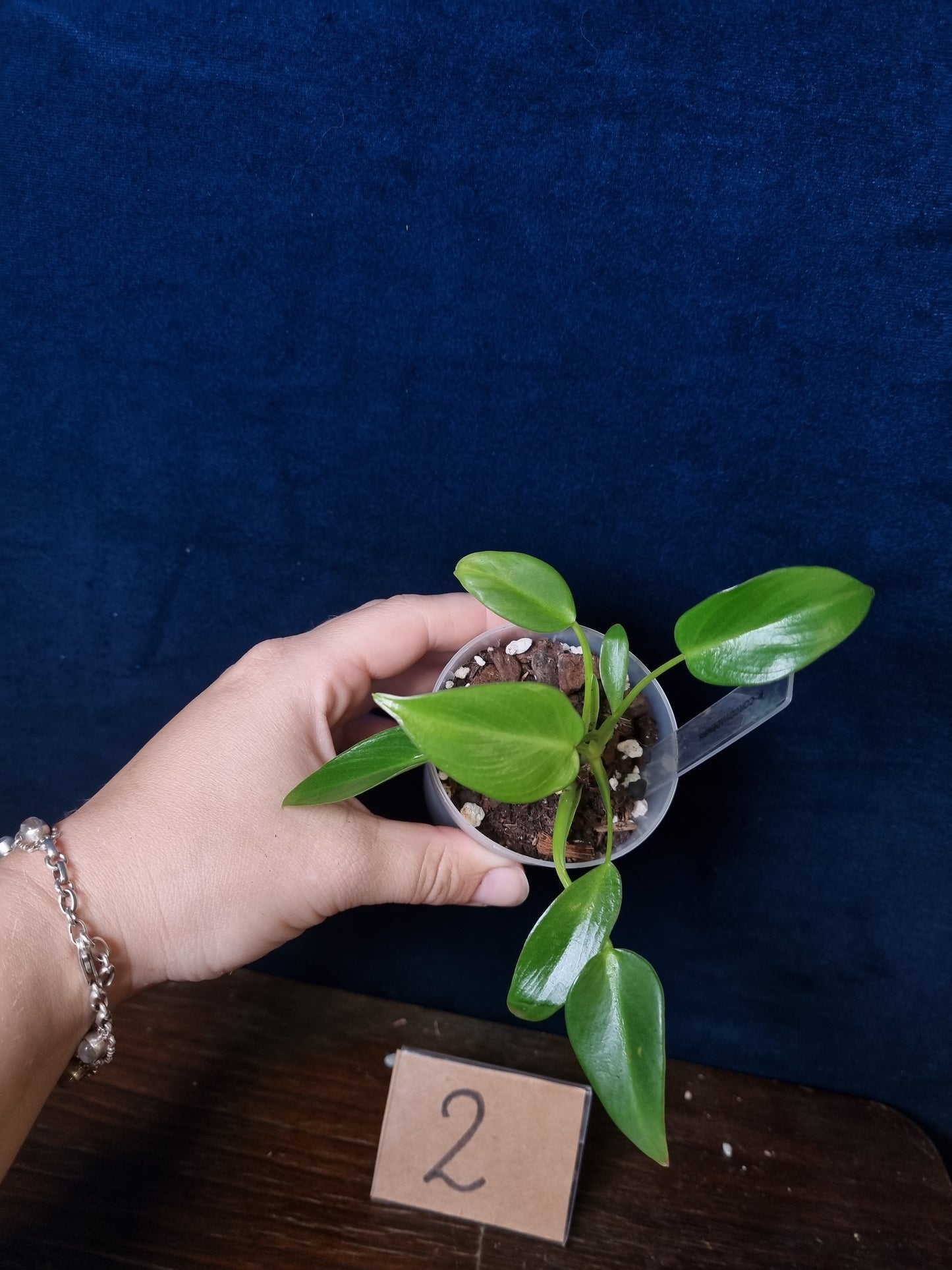 Philodendron Corovadensis
