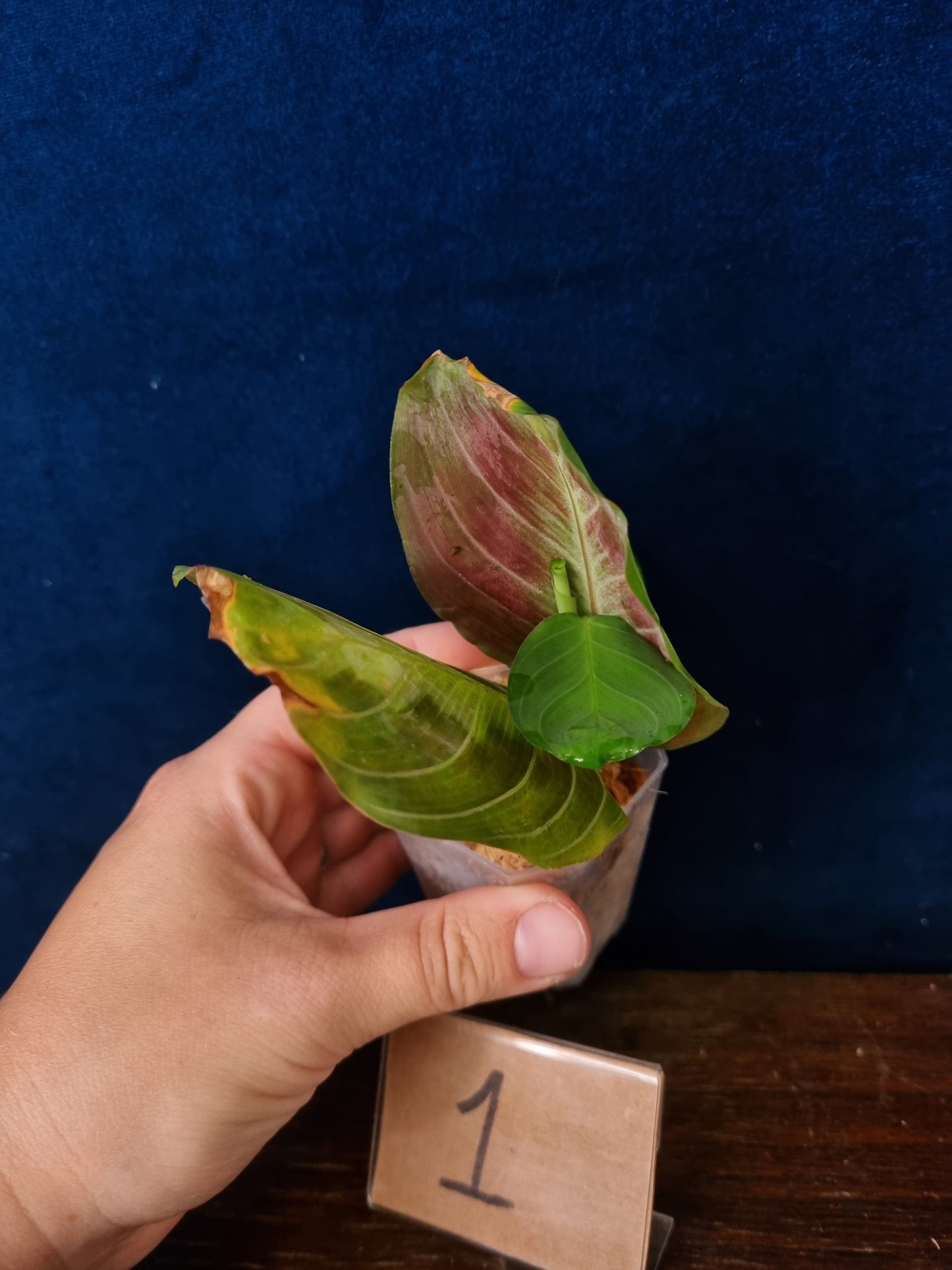 Maranta Massangeana Black