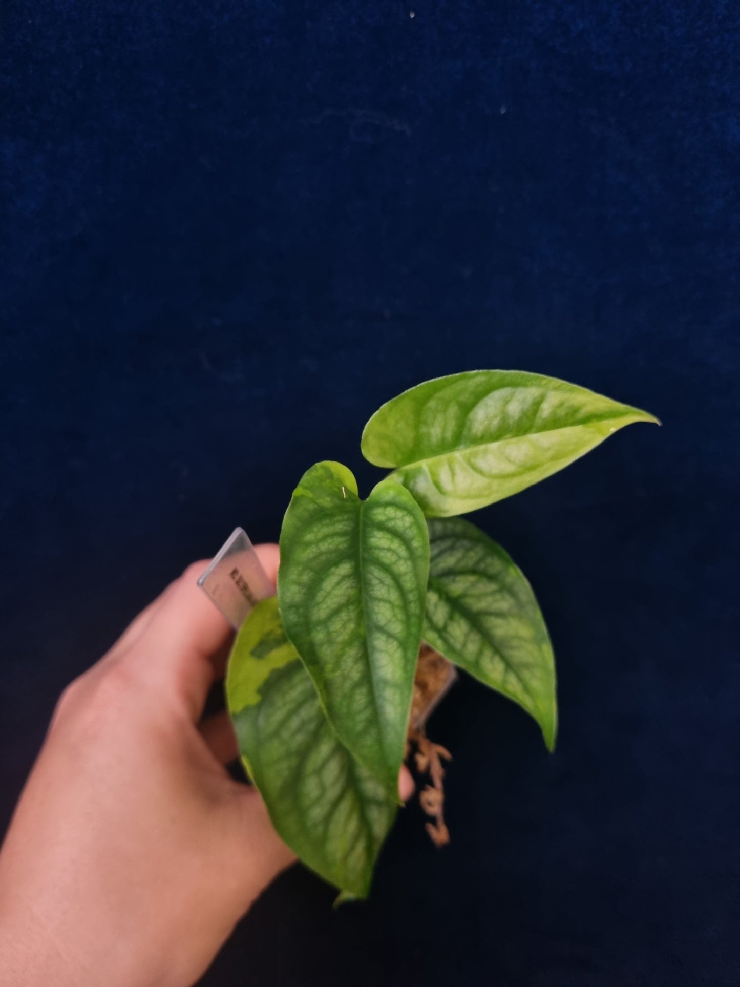 Monstera Siltepecana Variegata