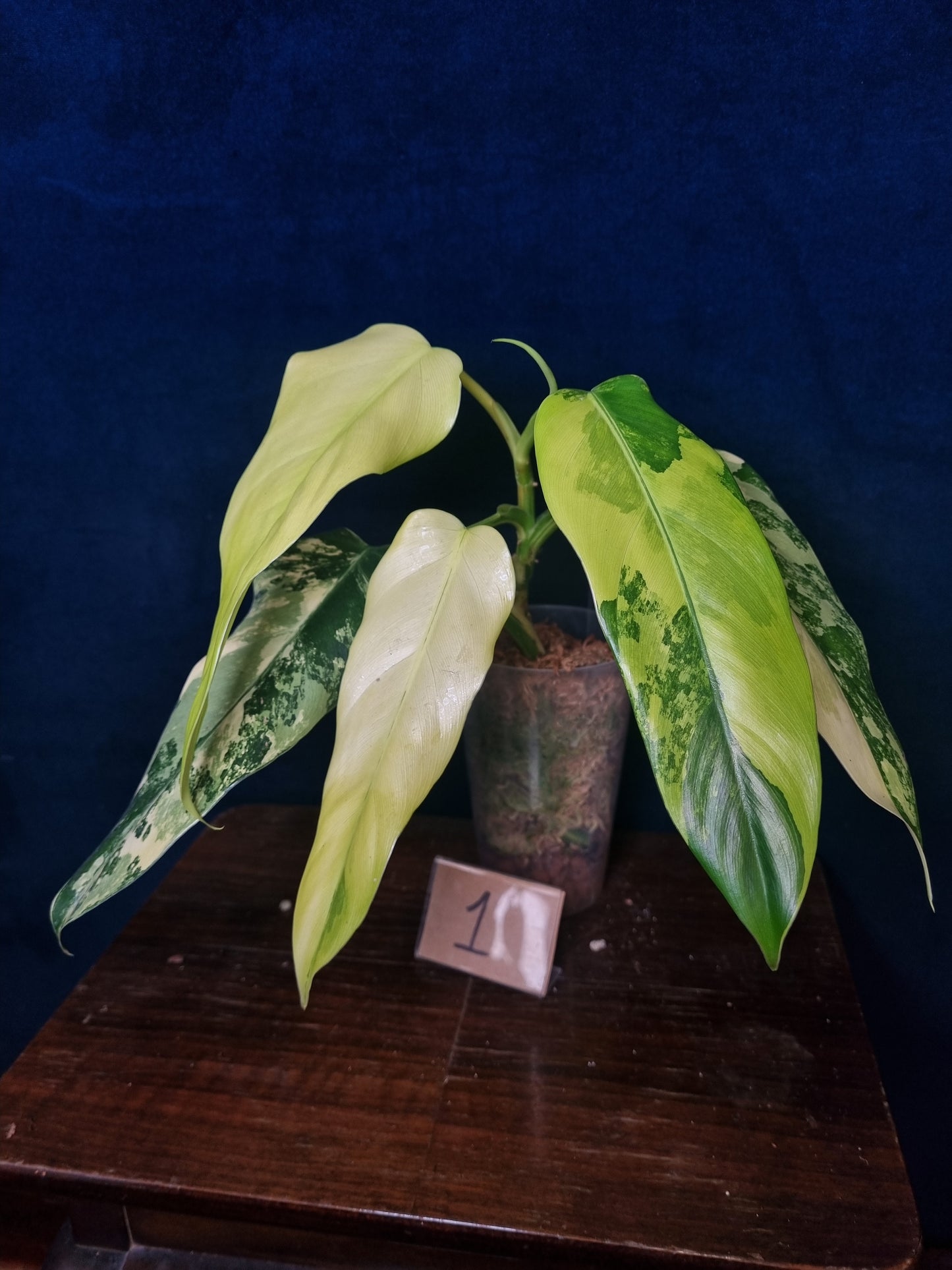 Philodendron Domesticum Variegata