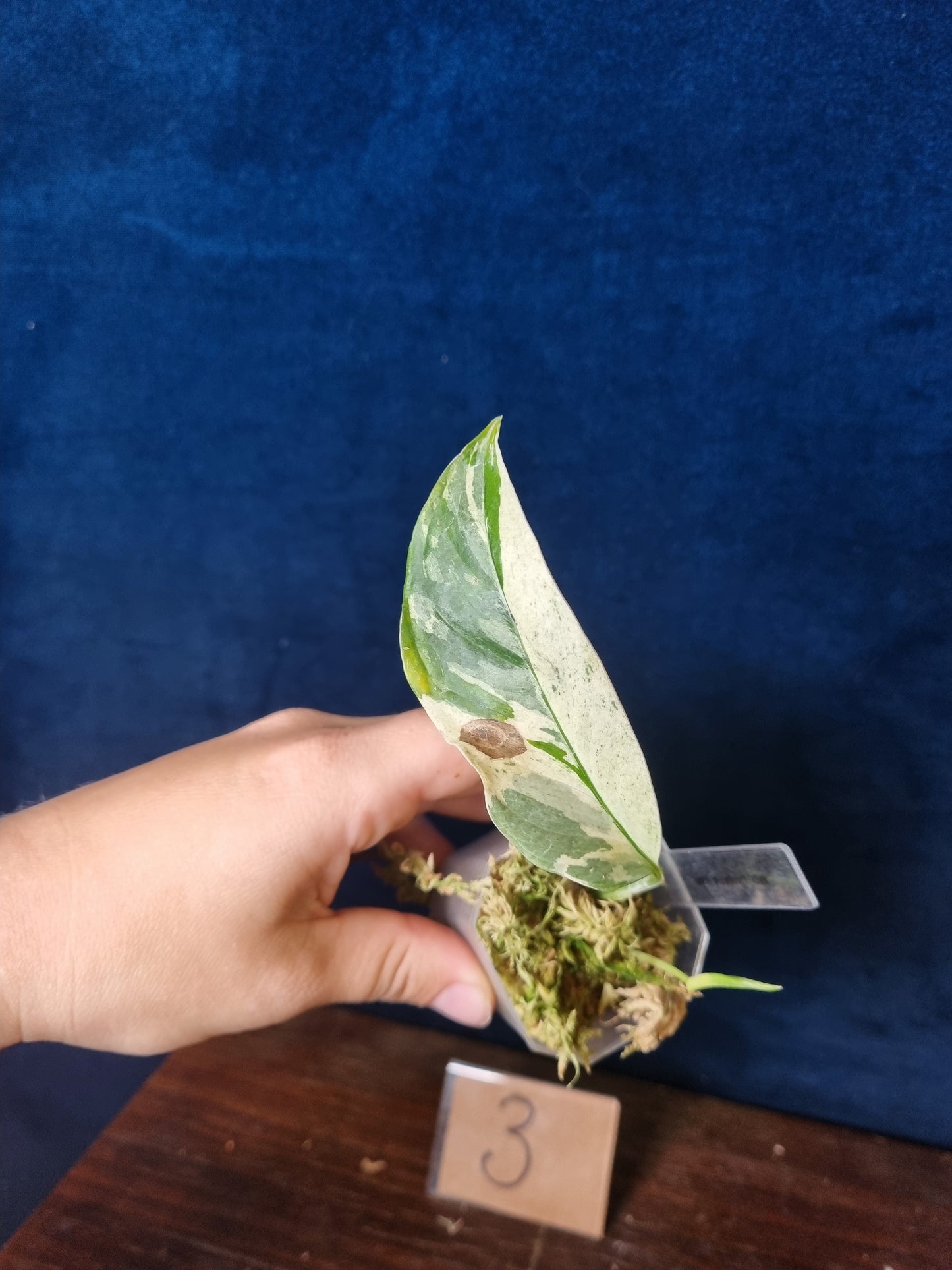 Monstera Laniata Variegata/Albo
