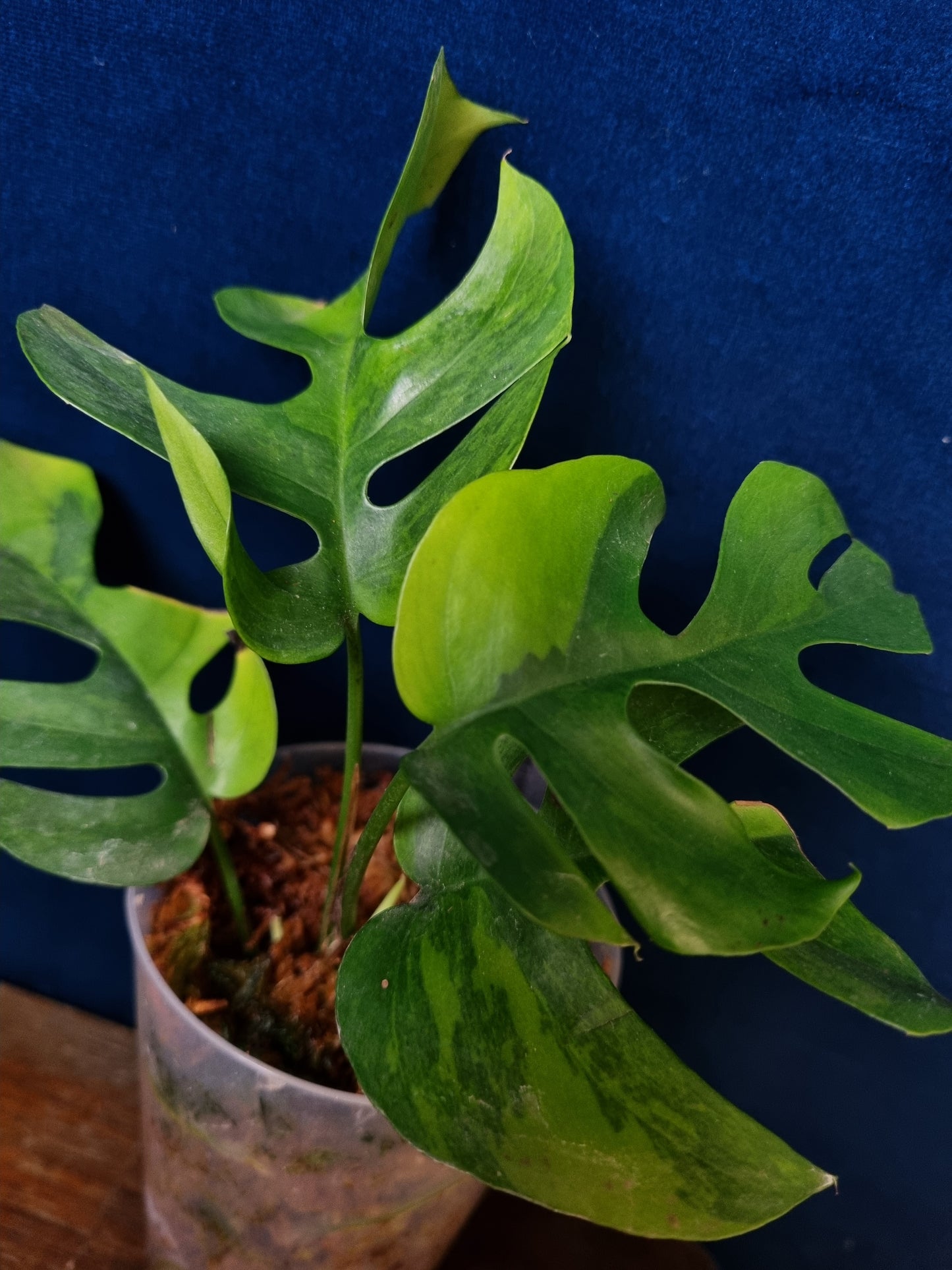 Rhaphidophora Tetrasperma Aurea