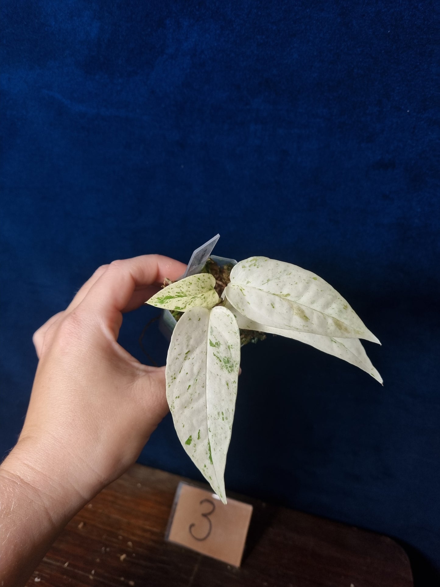 Epipremnum Pinnatum Cebu Blue Variegata