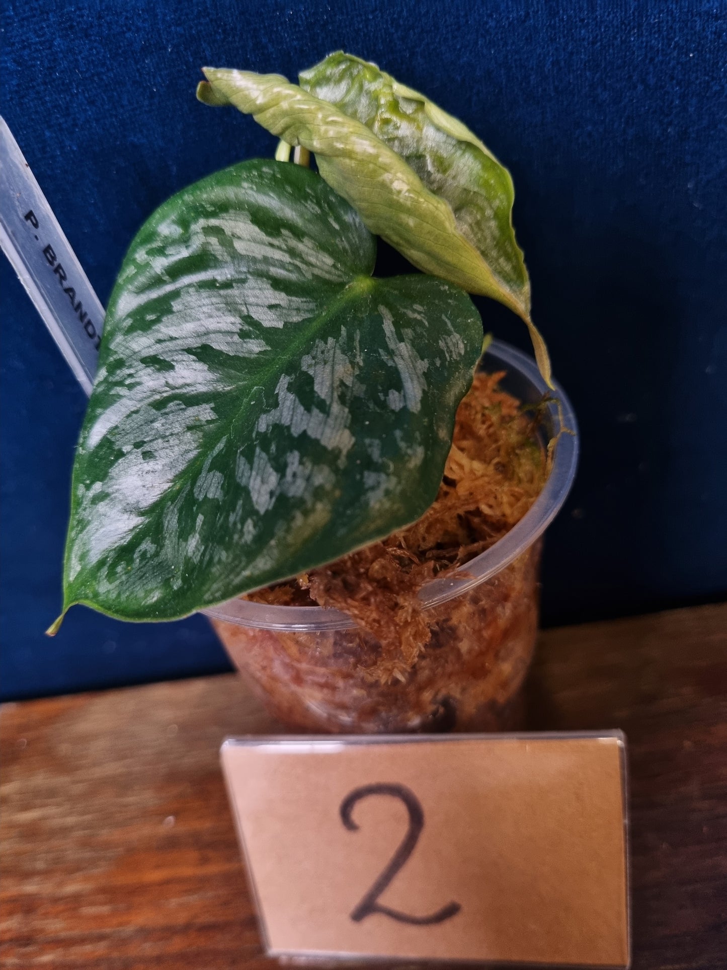 Philodendron Brandtianum Wild Form
