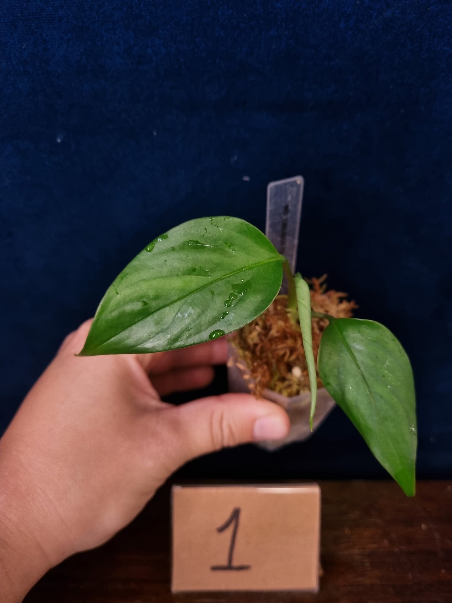 Monstera Obliqua Filamentous