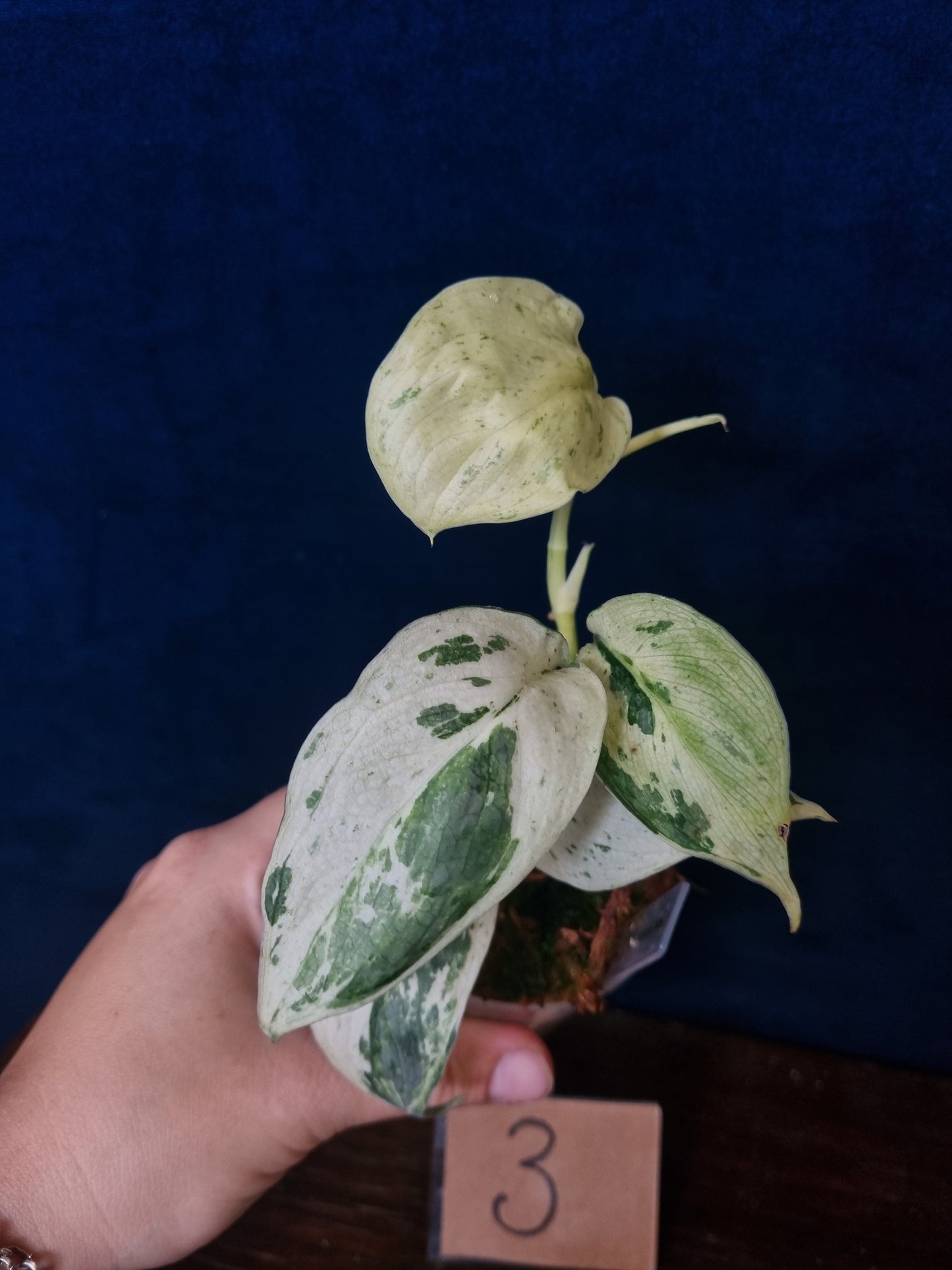Scindapsus Peasun Medium