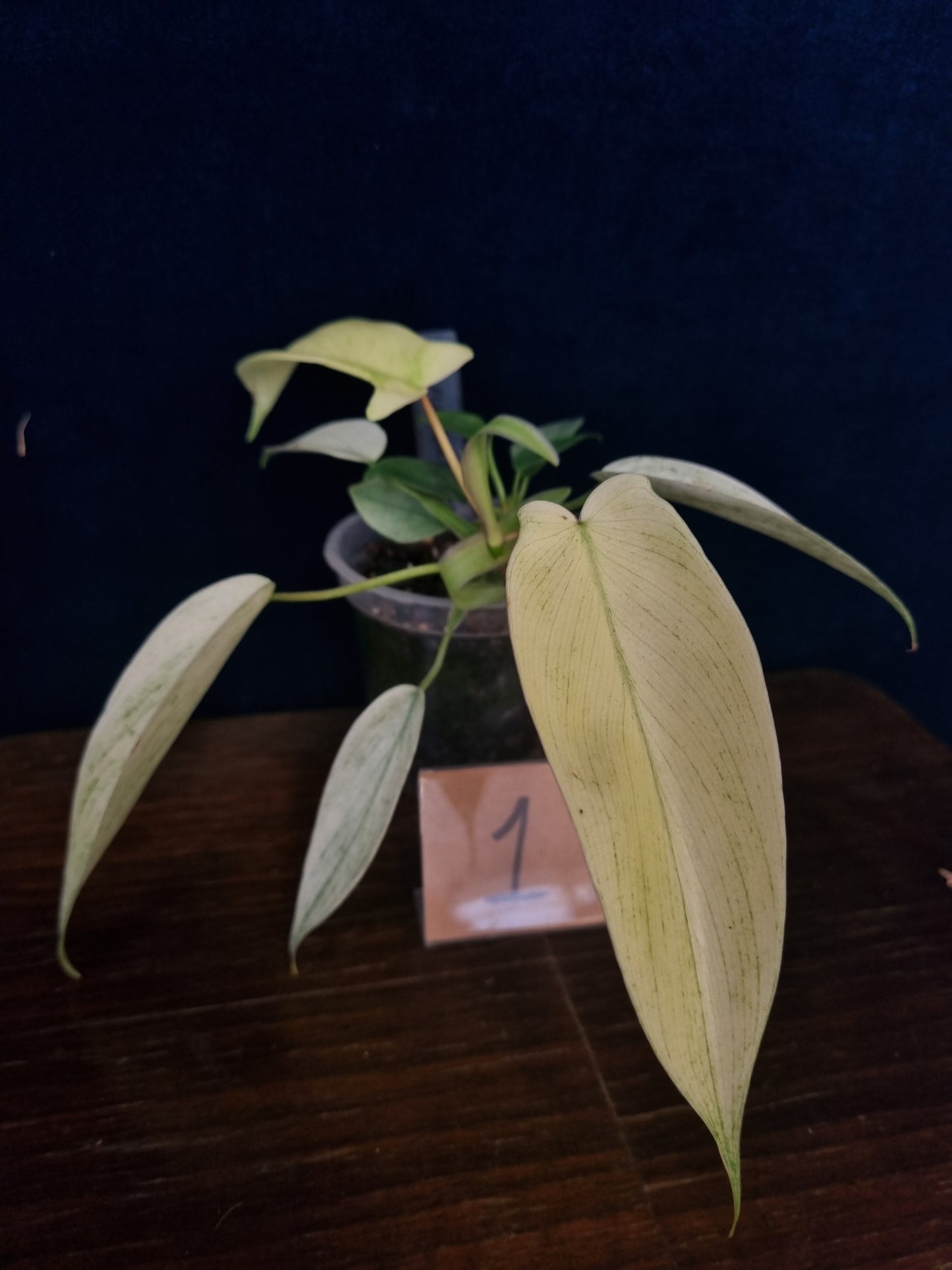 Philodendron Florida Ghost