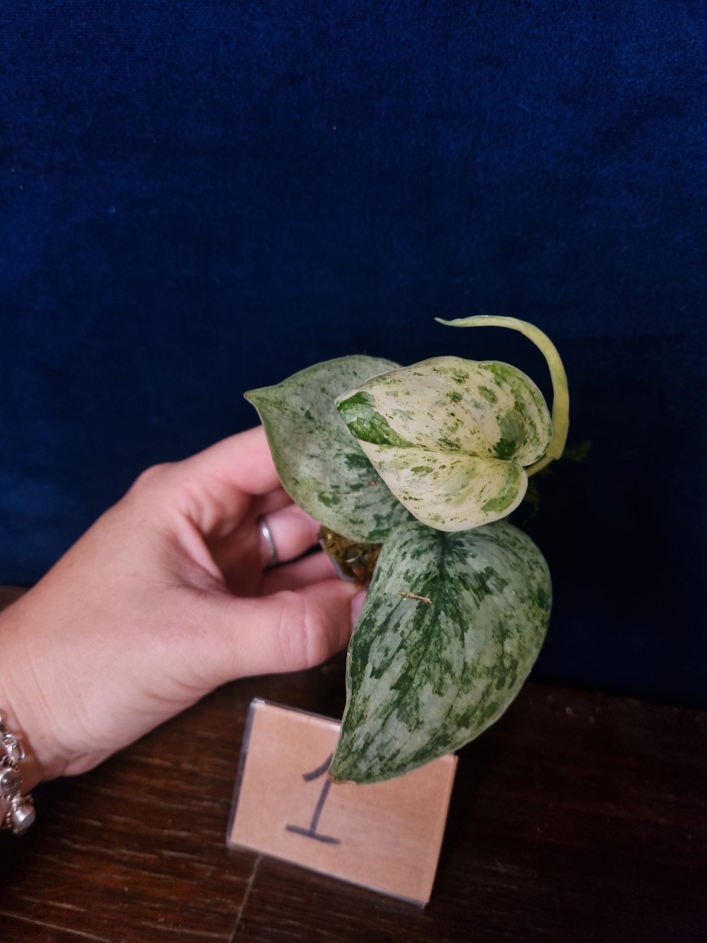 Scindapsus Peasun Small